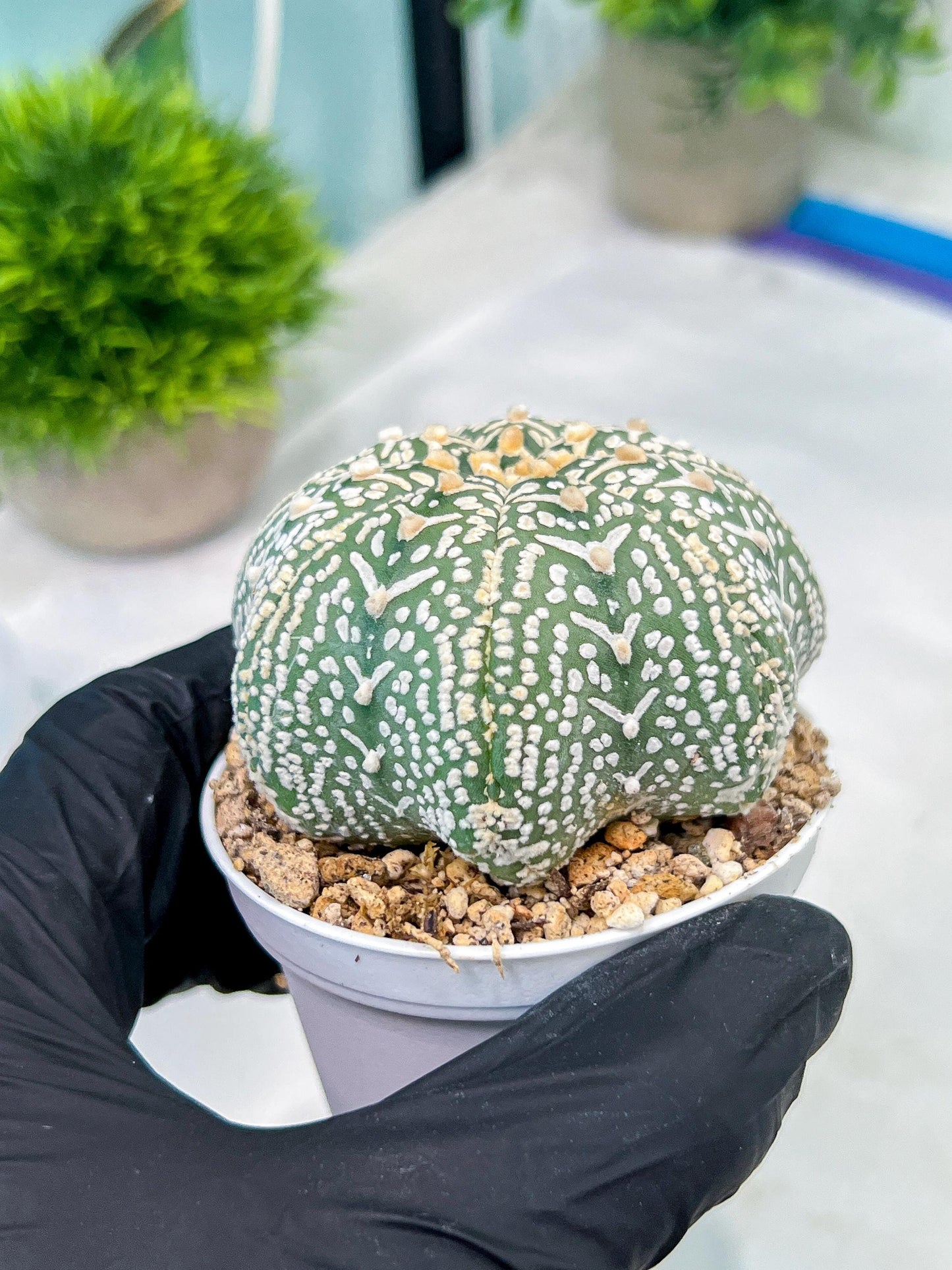Custom Order- You'll receive the exact live plant (#T1R4) | USA Plant Seller | 3" Pot