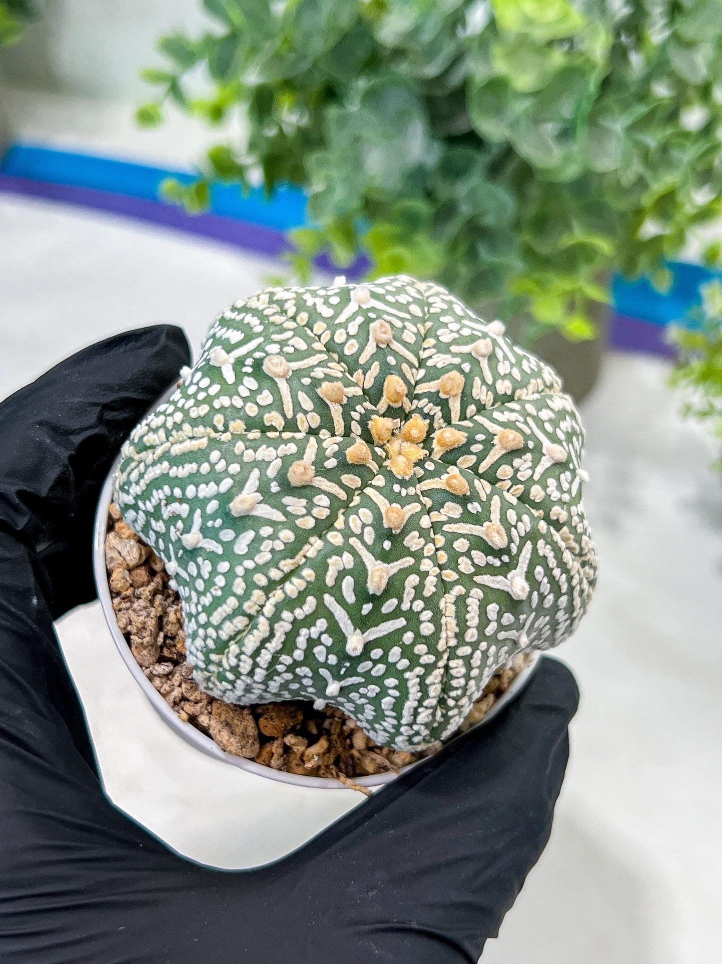 Custom Order- You'll receive the exact live plant (#T1R4) | USA Plant Seller | 3" Pot