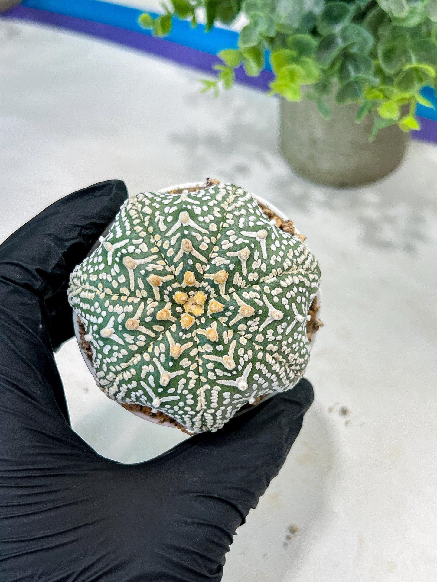 Custom Order- You'll receive the exact live plant (#T1R4) | USA Plant Seller | 3" Pot