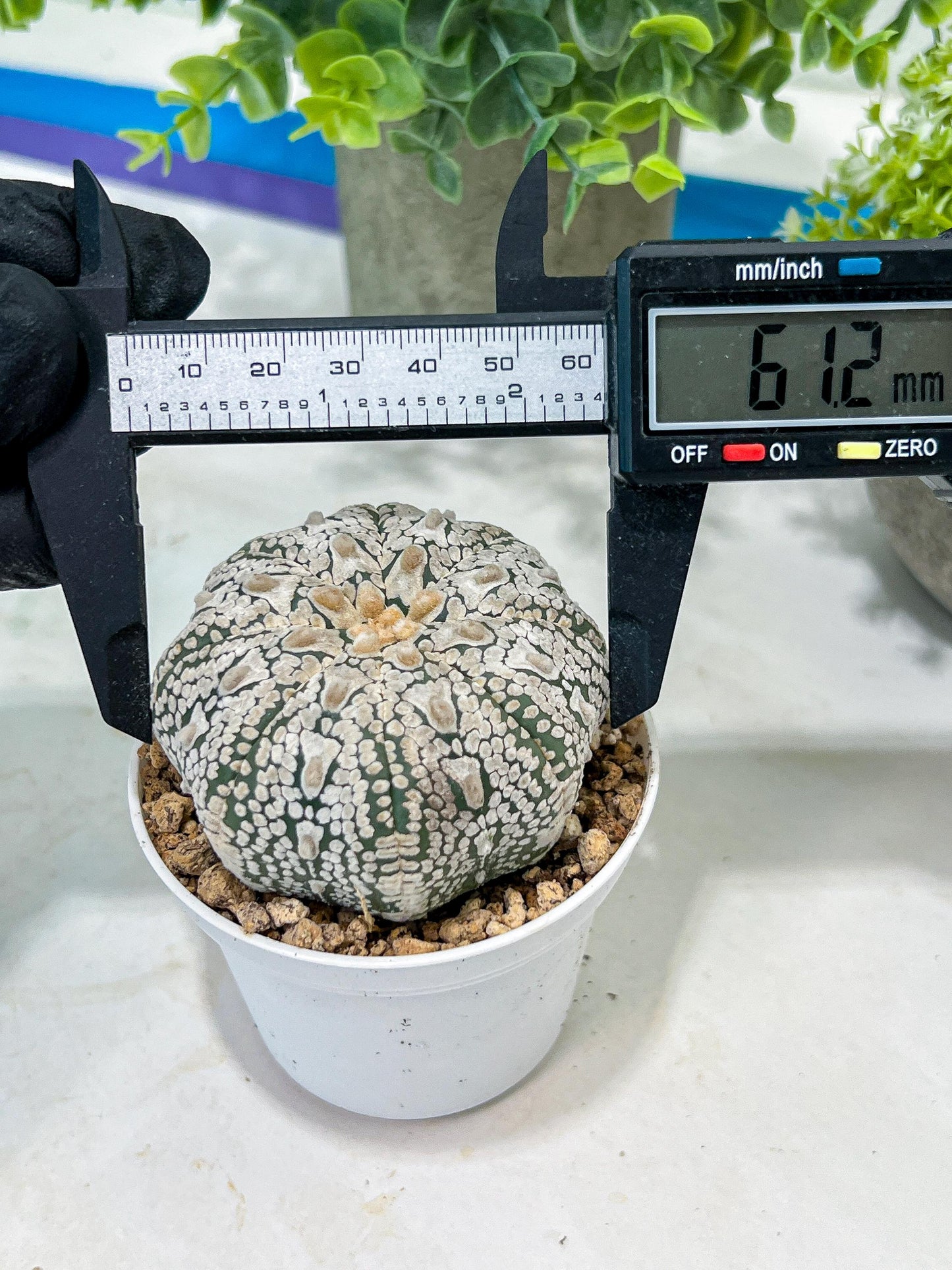 Custom Order- You'll receive the exact live plant (#T1R5) | USA Plant Seller | 3" Pot
