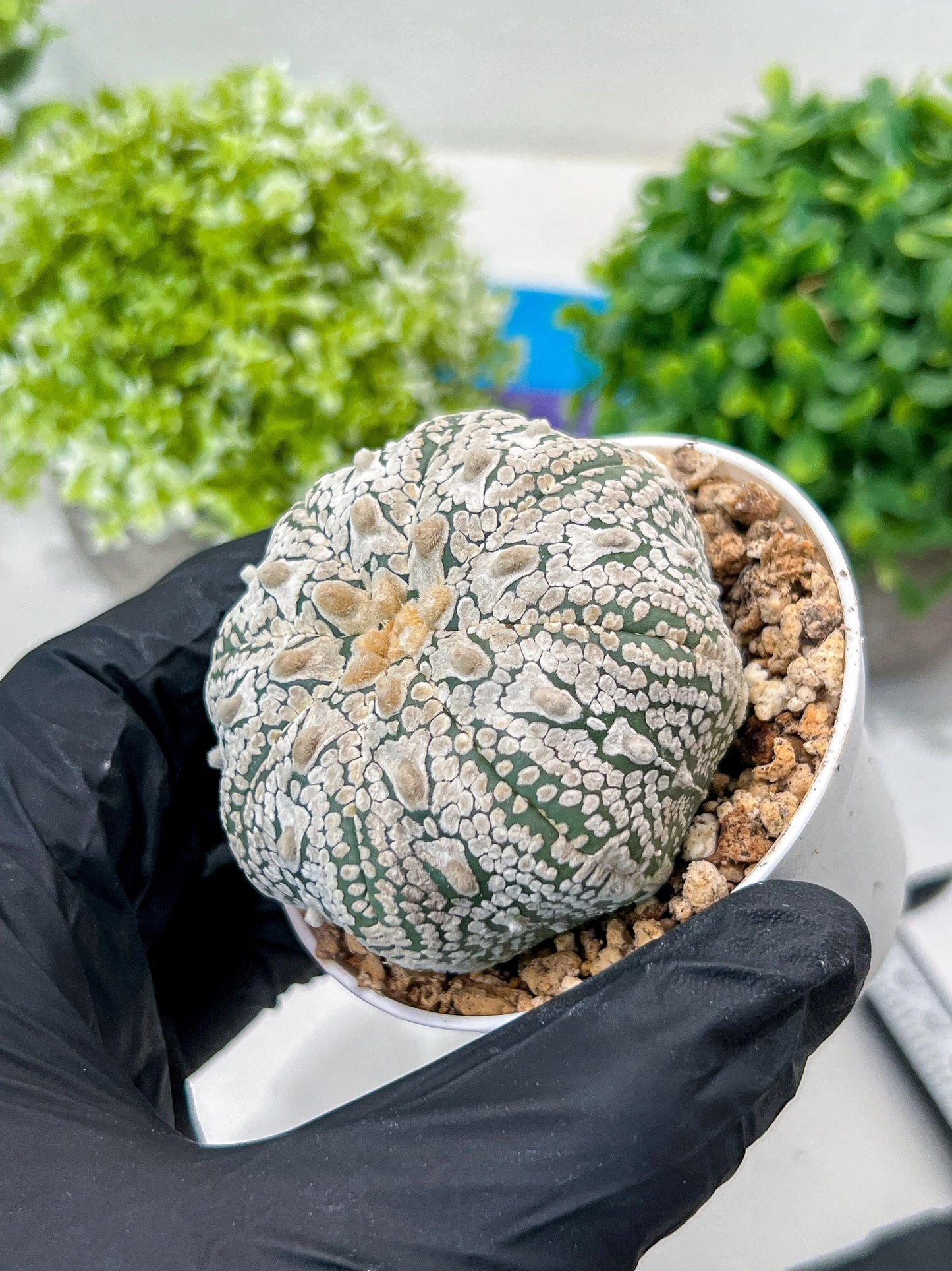 Custom Order- You'll receive the exact live plant (#T1R5) | USA Plant Seller | 3" Pot