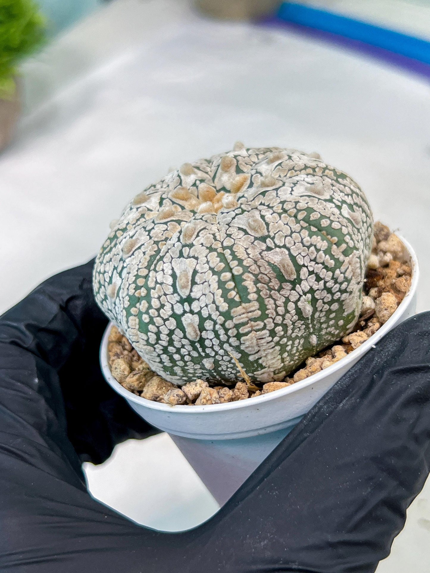 Custom Order- You'll receive the exact live plant (#T1R5) | USA Plant Seller | 3" Pot