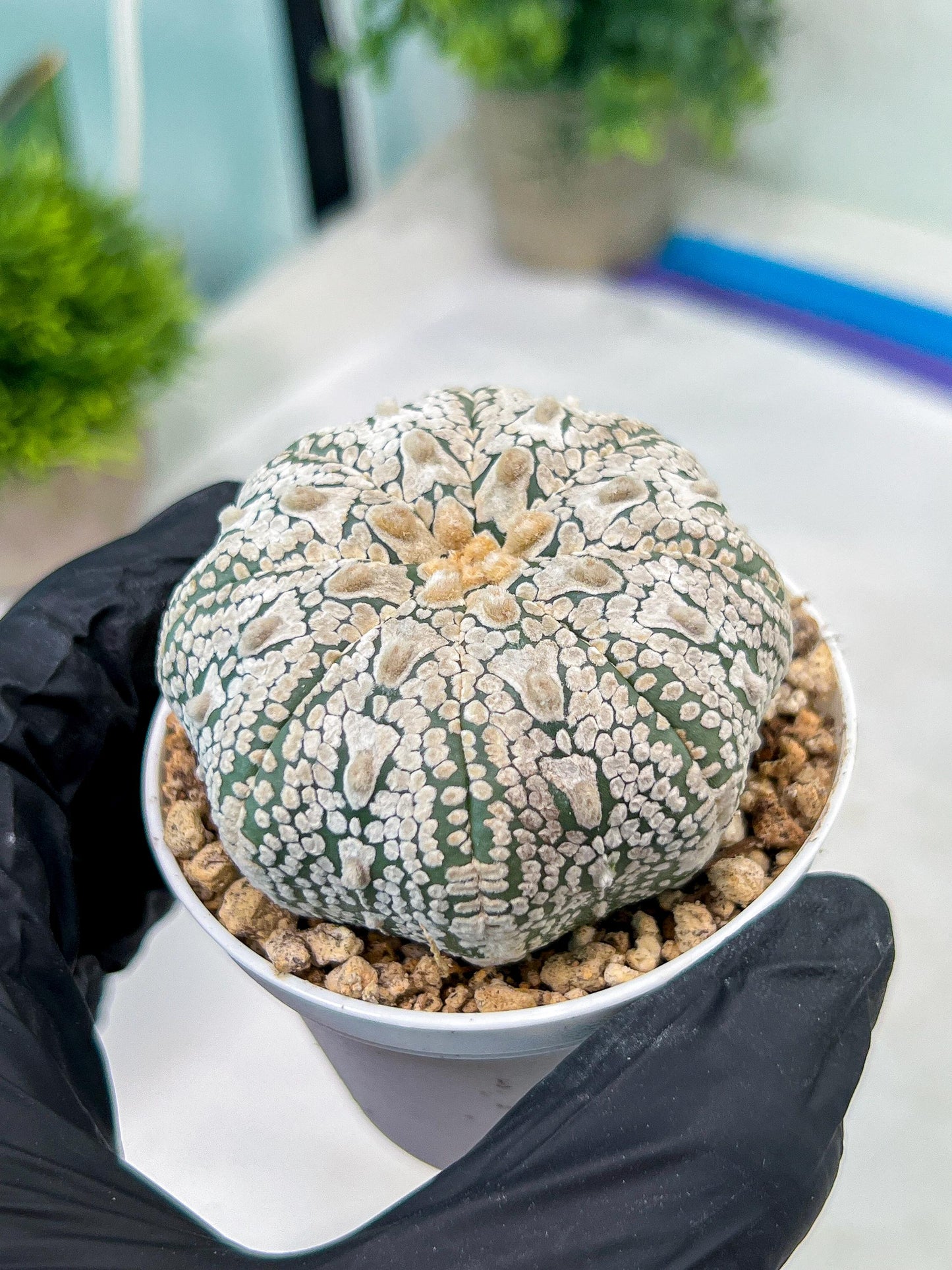 Custom Order- You'll receive the exact live plant (#T1R5) | USA Plant Seller | 3" Pot