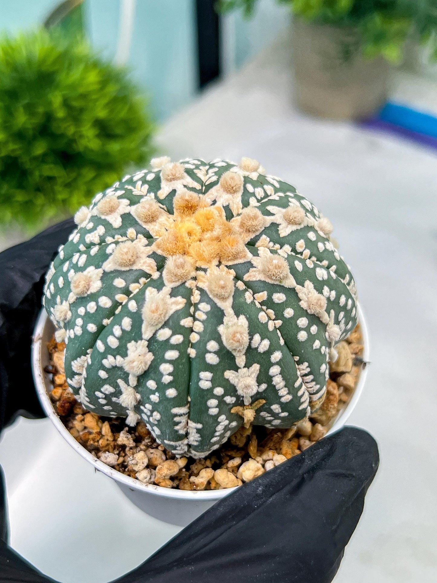 Custom Order- You'll receive the exact live plant (#T1R6) | USA Plant Seller | 3" Pot