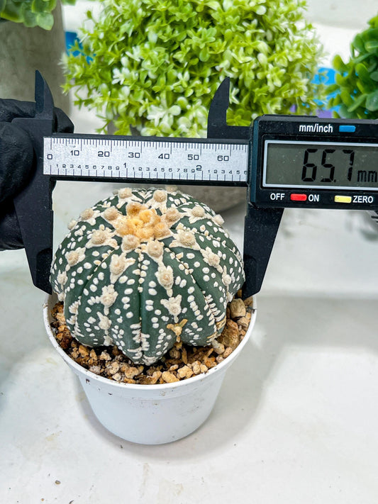 Custom Order- You'll receive the exact live plant (#T1R6) | USA Plant Seller | 3" Pot