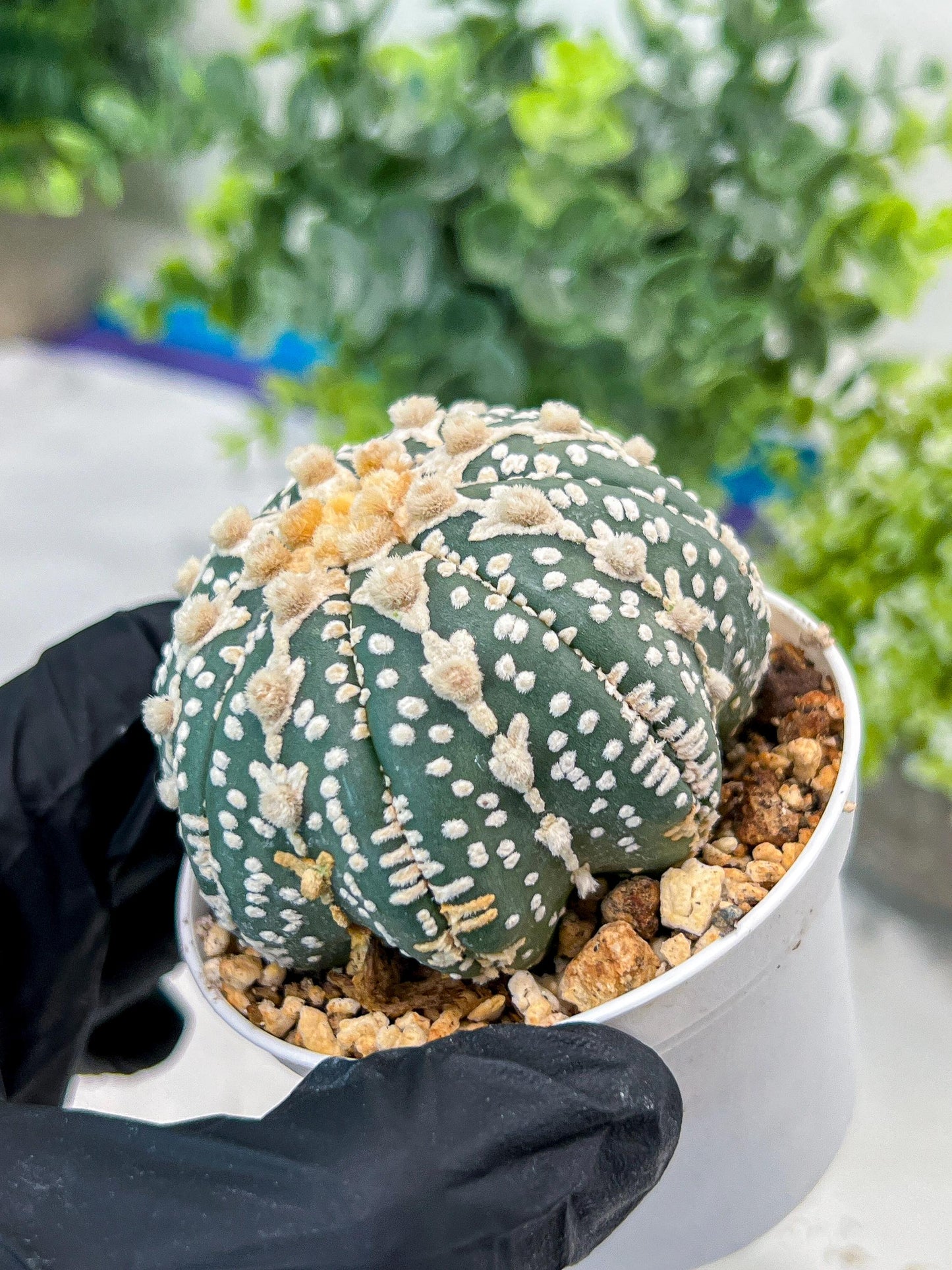 Custom Order- You'll receive the exact live plant (#T1R6) | USA Plant Seller | 3" Pot