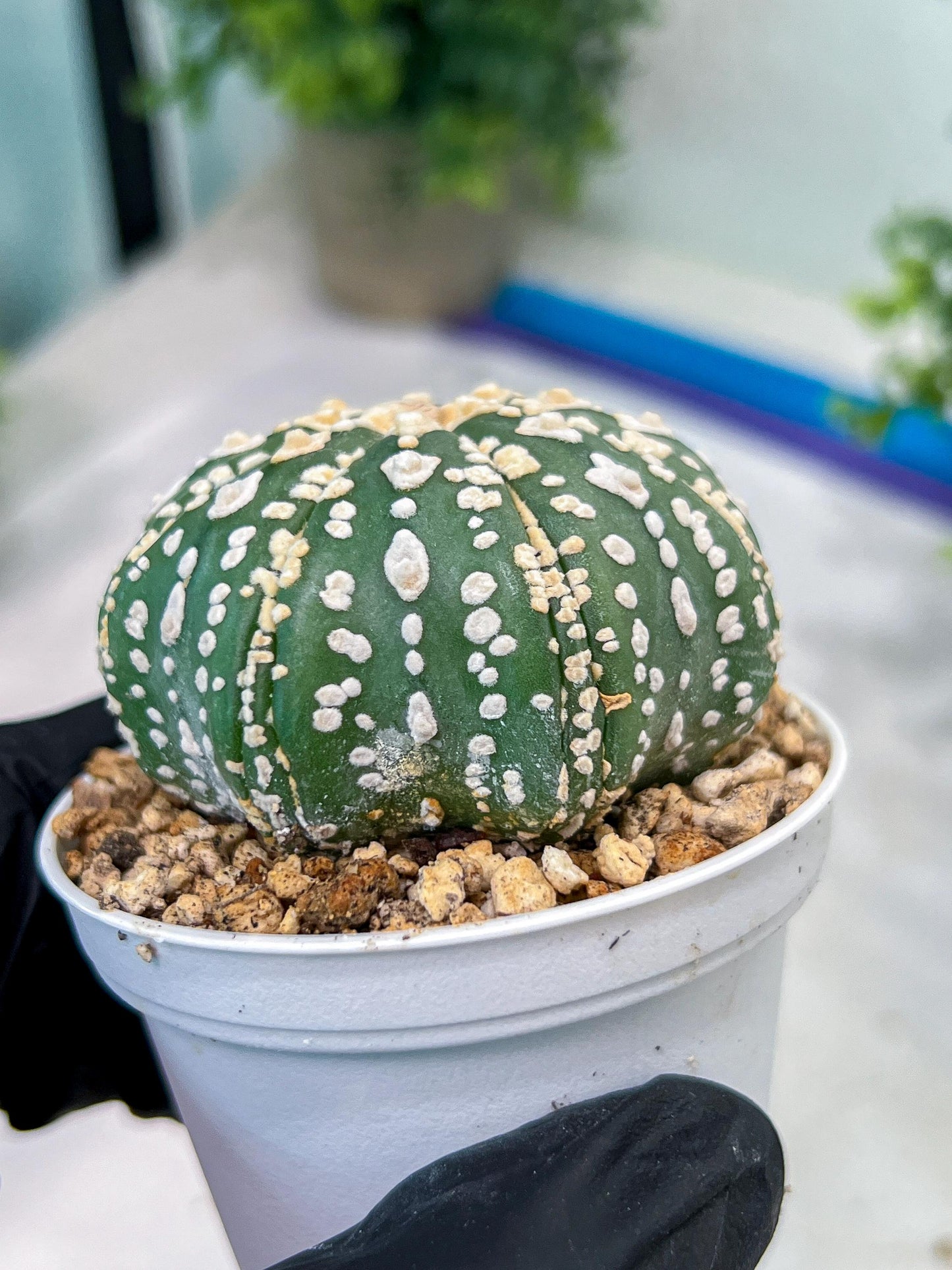 Custom Order- You'll receive the exact live plant (#T1R7) | USA Plant Seller | 3" Pot