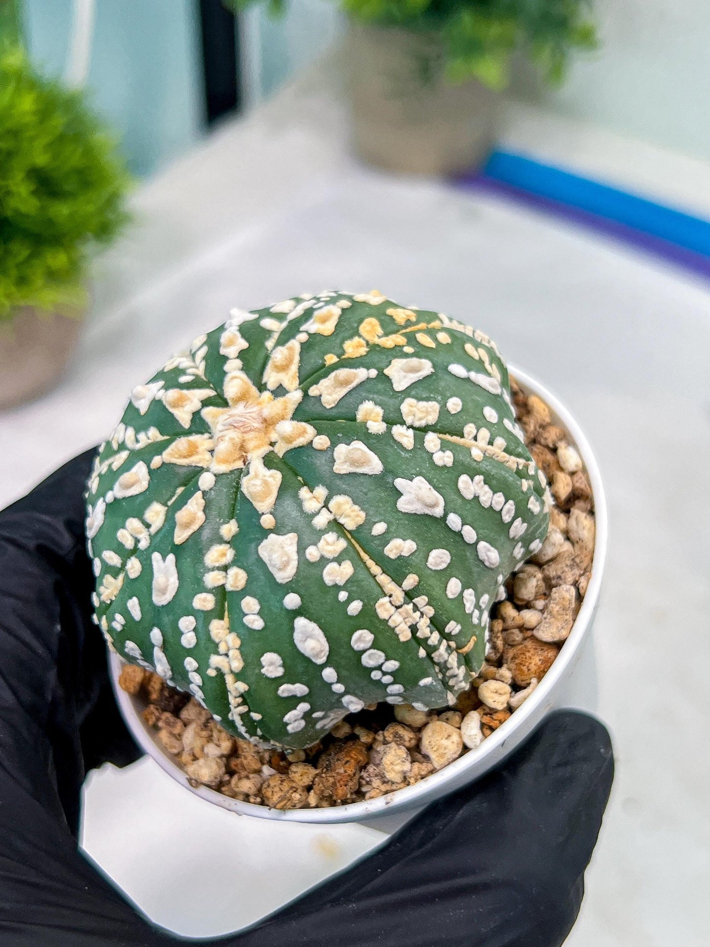 Custom Order- You'll receive the exact live plant (#T1R7) | USA Plant Seller | 3" Pot