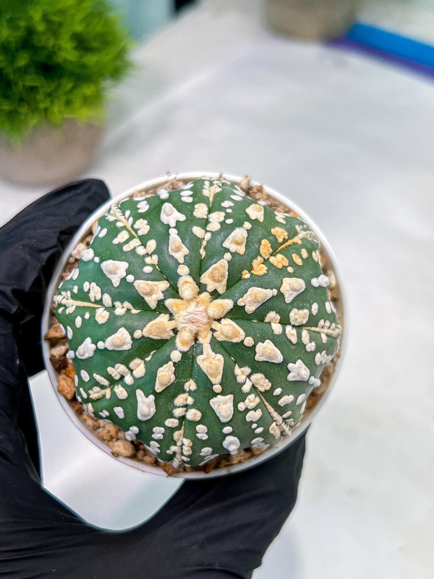 Custom Order- You'll receive the exact live plant (#T1R7) | USA Plant Seller | 3" Pot