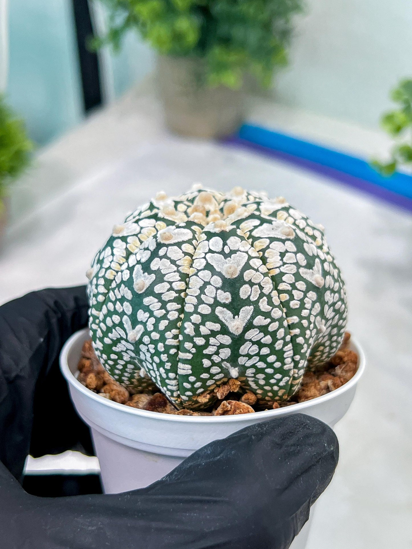 Custom Order- You'll receive the exact live plant (#T1P1) | USA Plant Seller | 3" Pot