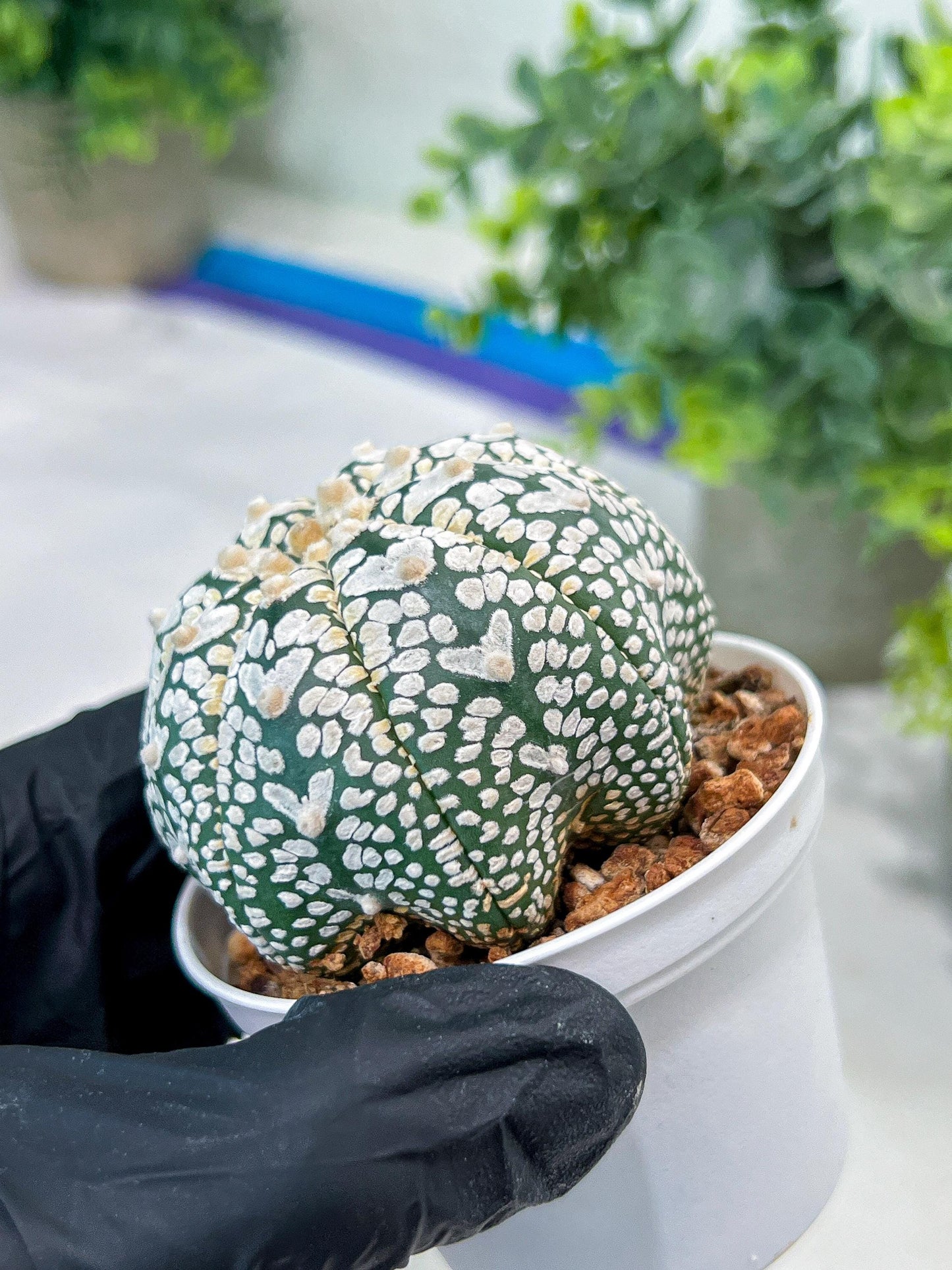 Custom Order- You'll receive the exact live plant (#T1P1) | USA Plant Seller | 3" Pot