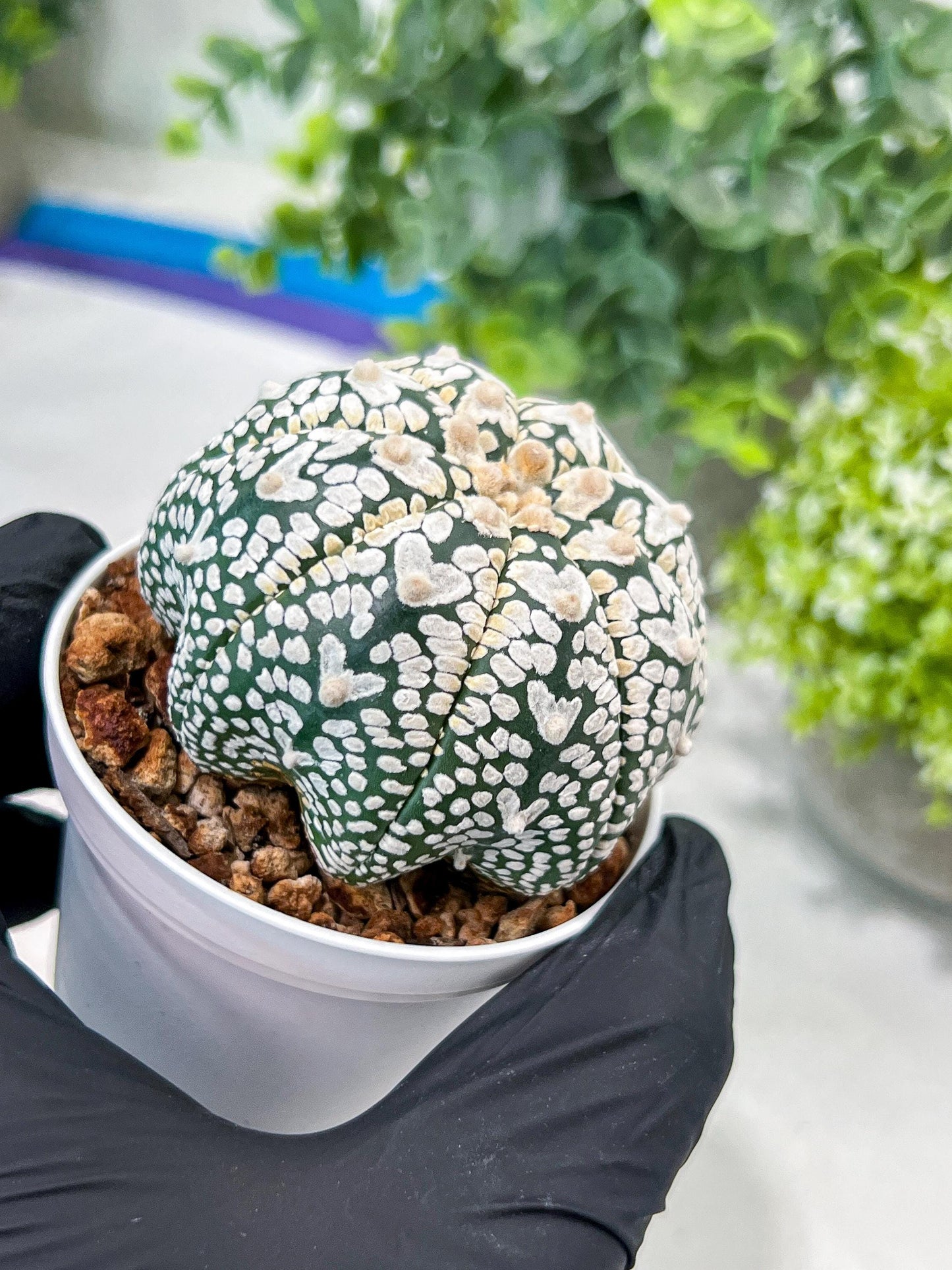 Custom Order- You'll receive the exact live plant (#T1P1) | USA Plant Seller | 3" Pot