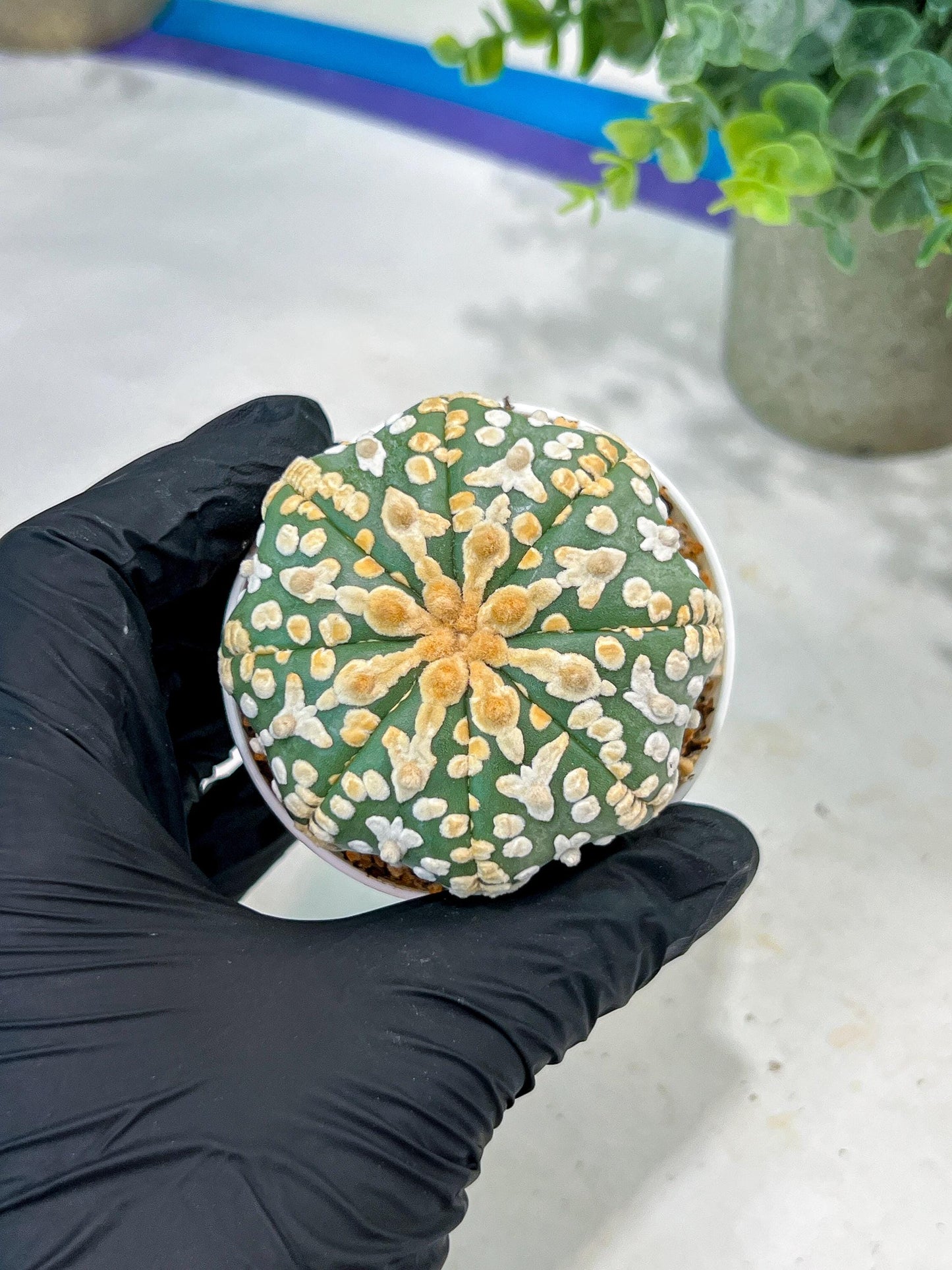 Custom Order- You'll receive the exact live plant (#T1P2) | Las Vegas Plant Seller | 3" Pot