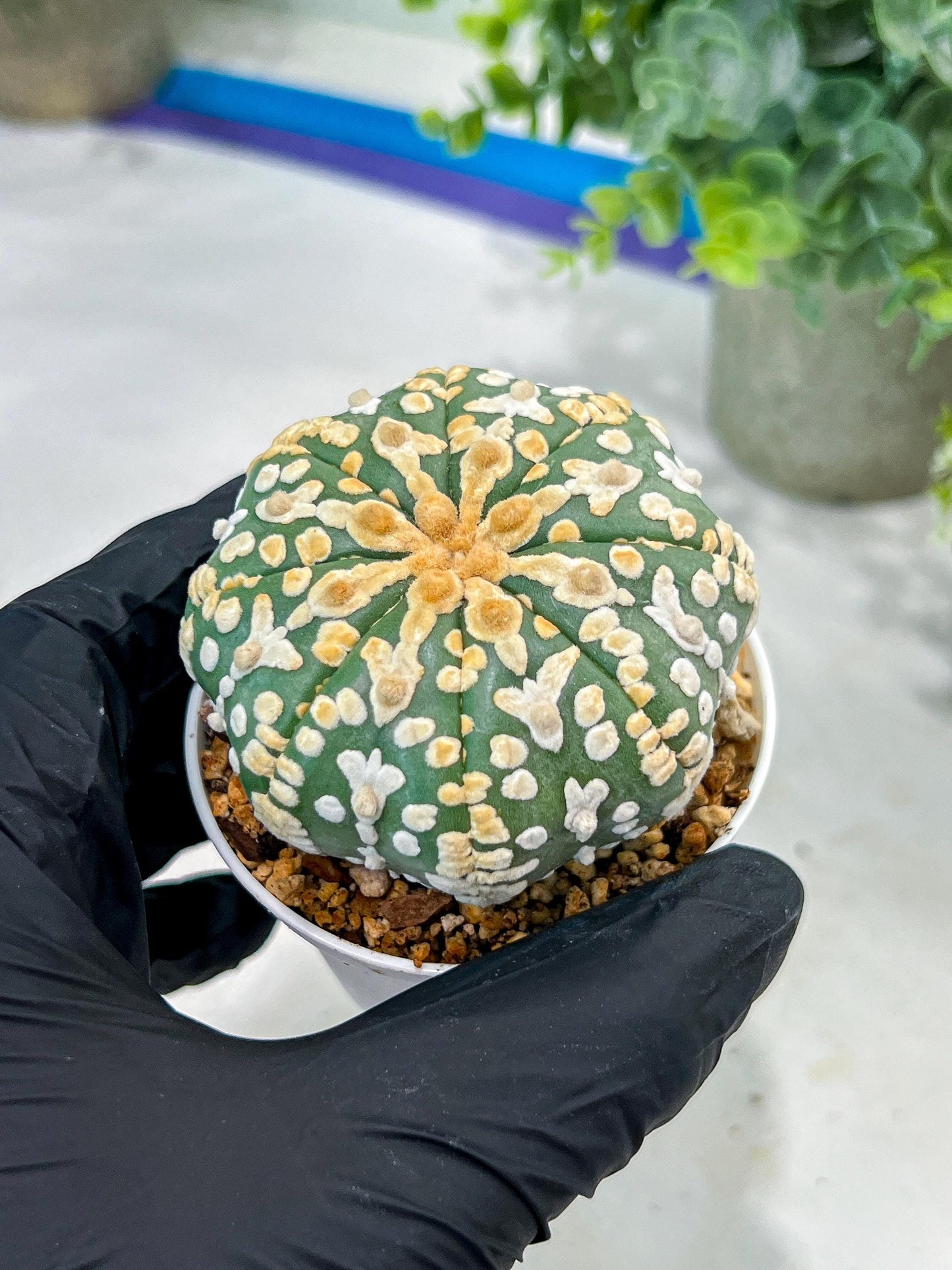 Custom Order- You'll receive the exact live plant (#T1P2) | Las Vegas Plant Seller | 3" Pot