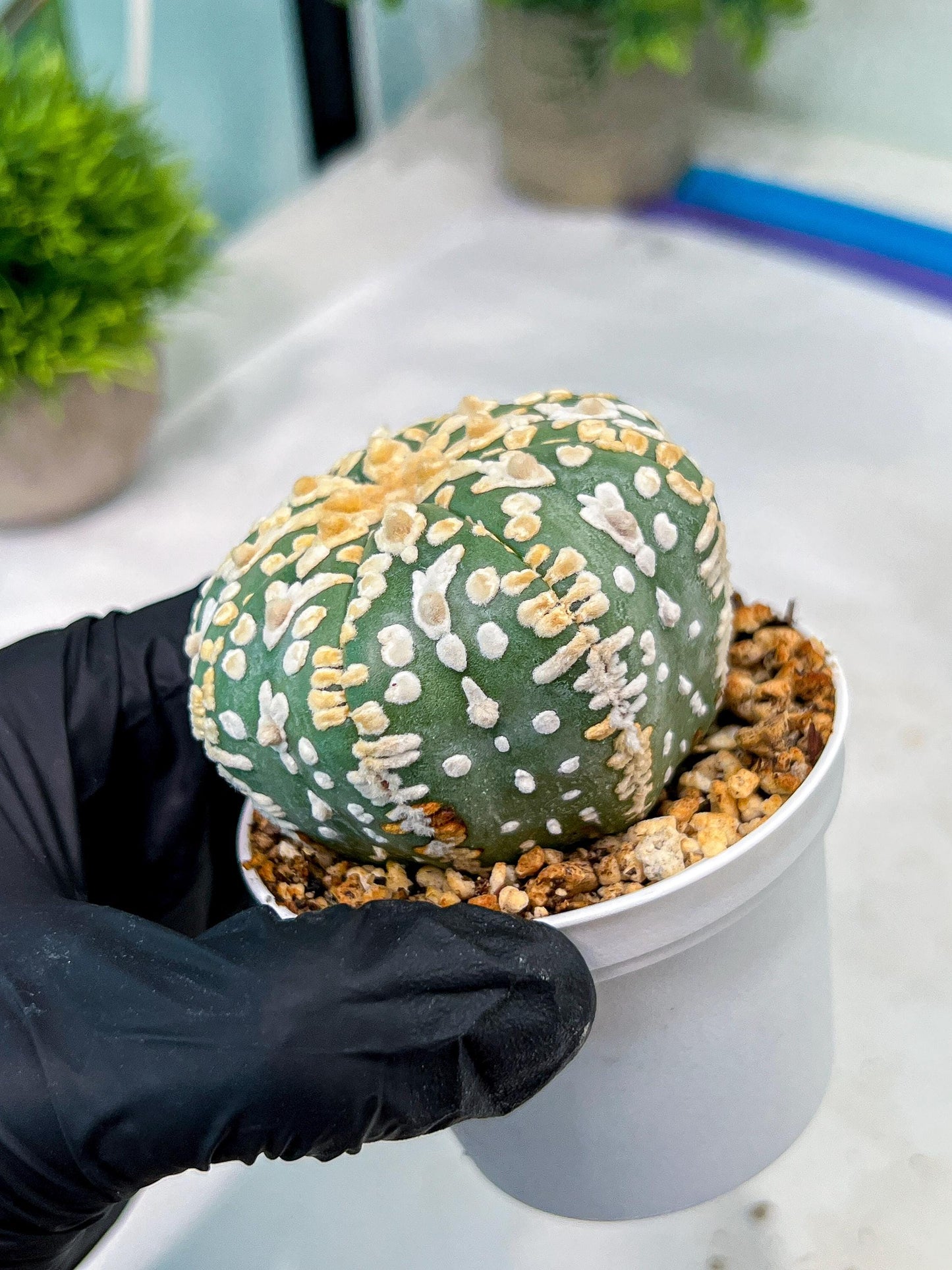 Custom Order- You'll receive the exact live plant (#T1P2) | Las Vegas Plant Seller | 3" Pot
