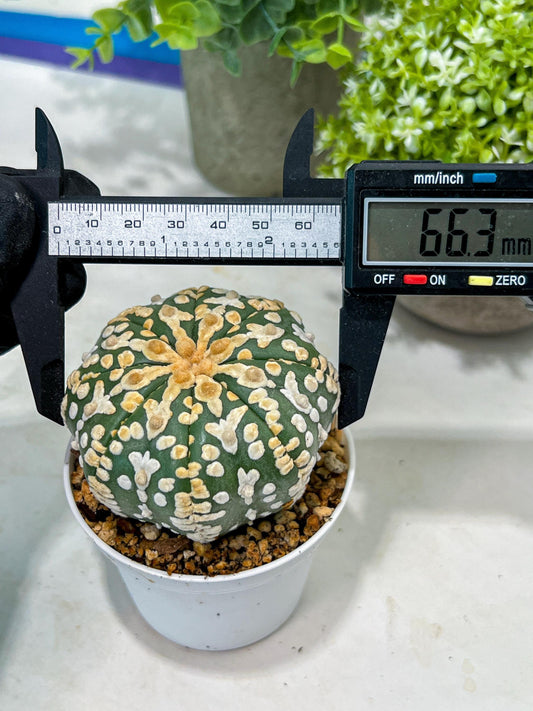 Custom Order- You'll receive the exact live plant (#T1P2) | Las Vegas Plant Seller | 3" Pot