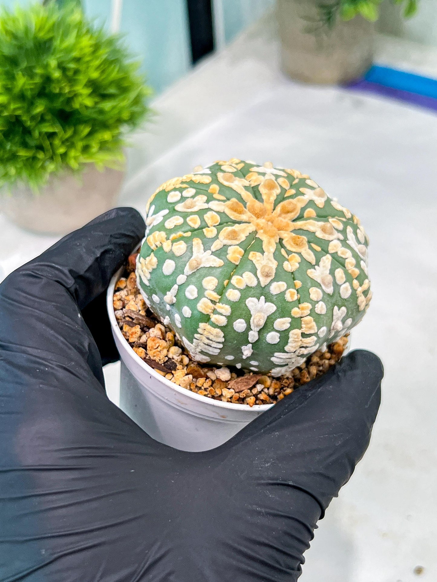 Custom Order- You'll receive the exact live plant (#T1P2) | Las Vegas Plant Seller | 3" Pot