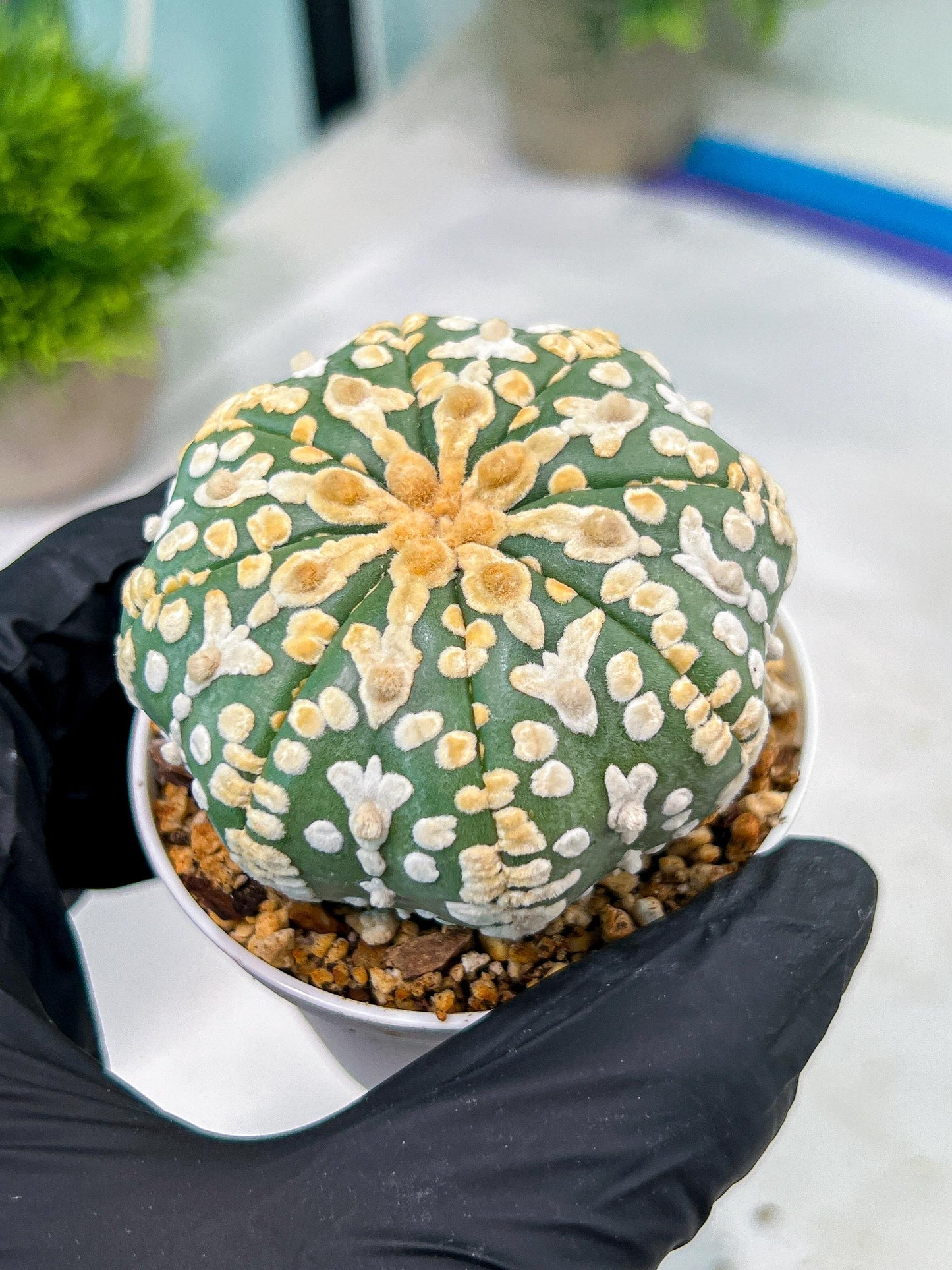 Custom Order- You'll receive the exact live plant (#T1P2) | Las Vegas Plant Seller | 3" Pot