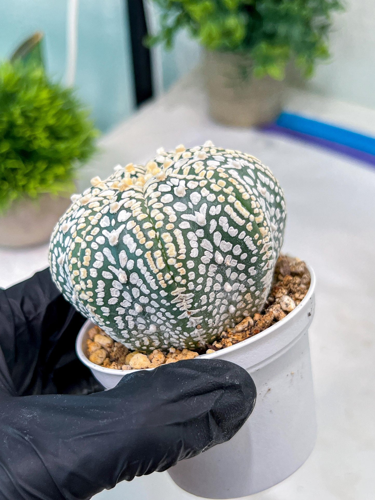 Custom Order- You'll receive the exact live plant (#T1P3) | Las Vegas Plant Shop | 3"Pots