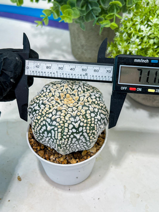 Custom Order- You'll receive the exact live plant (#T1P3) | Las Vegas Plant Shop | 3"Pots