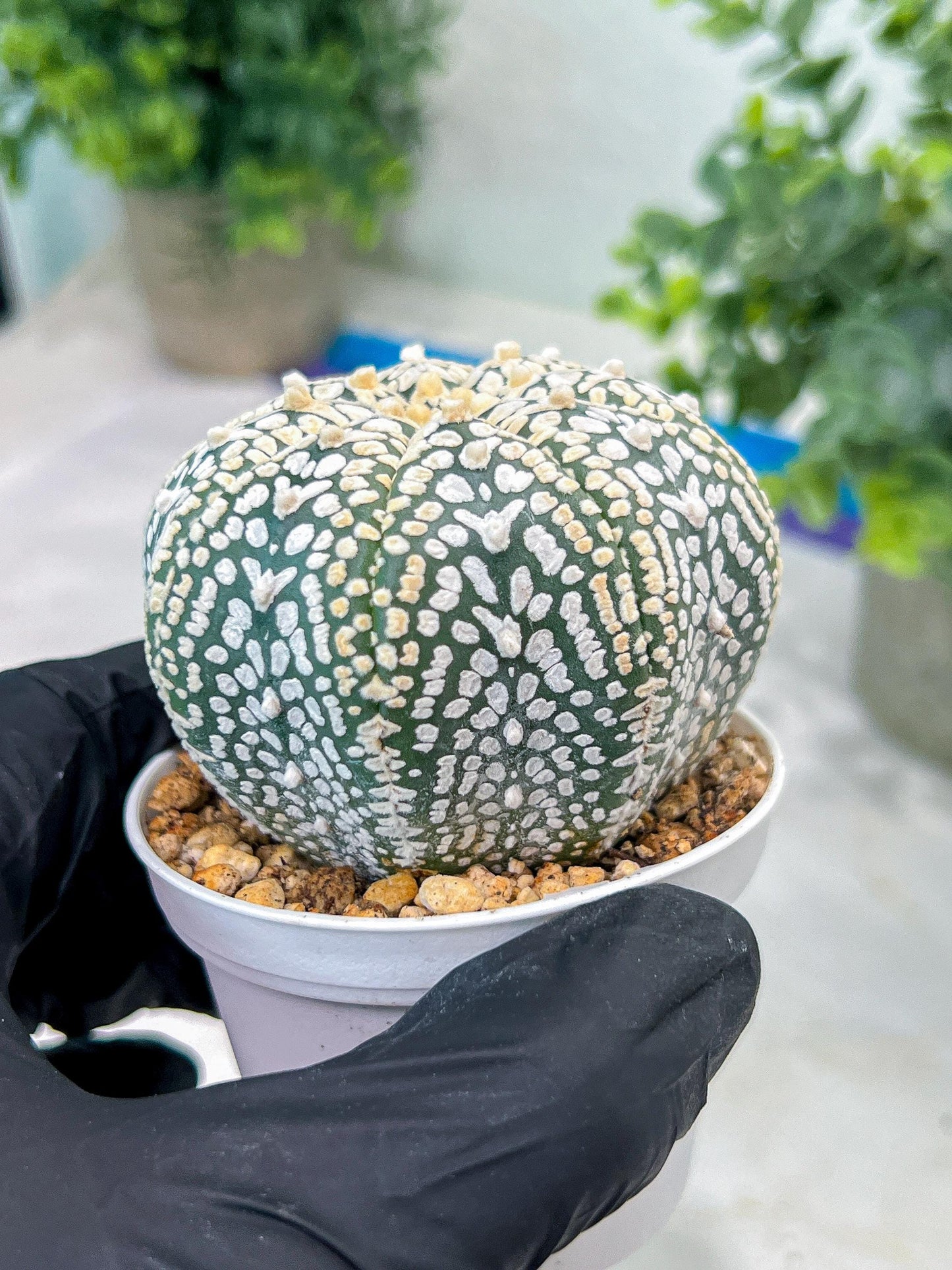 Custom Order- You'll receive the exact live plant (#T1P3) | Las Vegas Plant Shop | 3"Pots