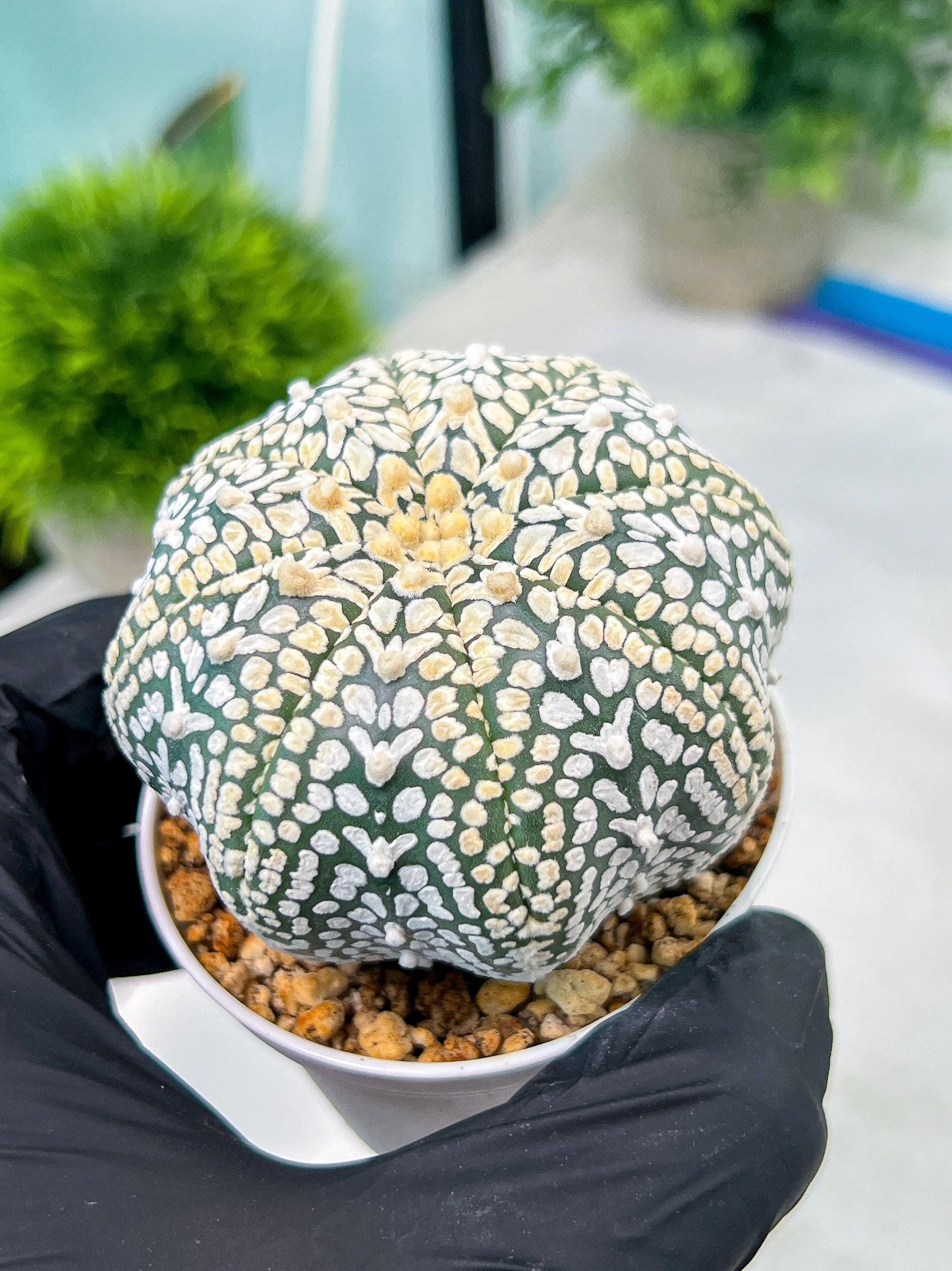 Custom Order- You'll receive the exact live plant (#T1P3) | Las Vegas Plant Shop | 3"Pots