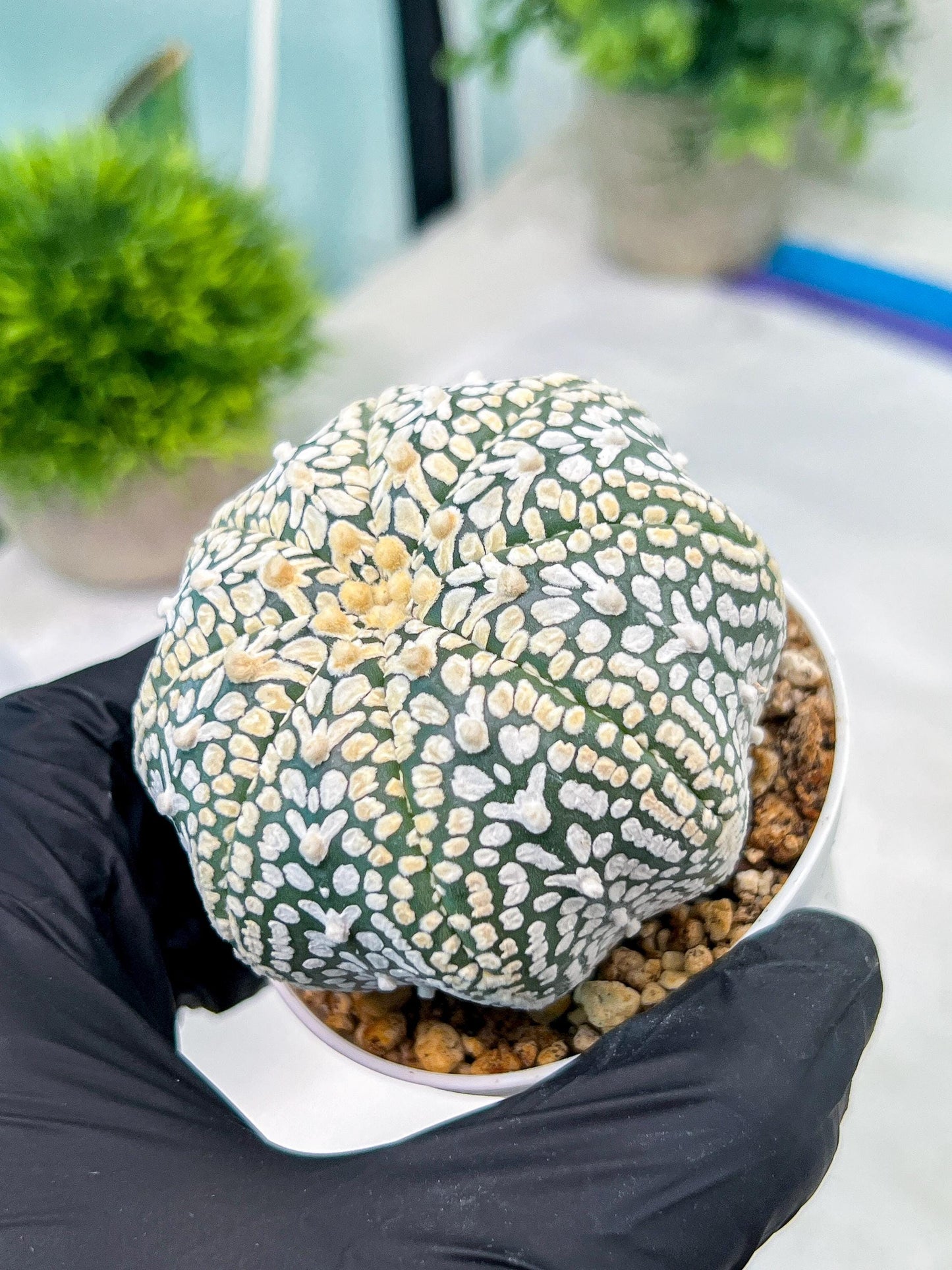 Custom Order- You'll receive the exact live plant (#T1P3) | Las Vegas Plant Shop | 3"Pots