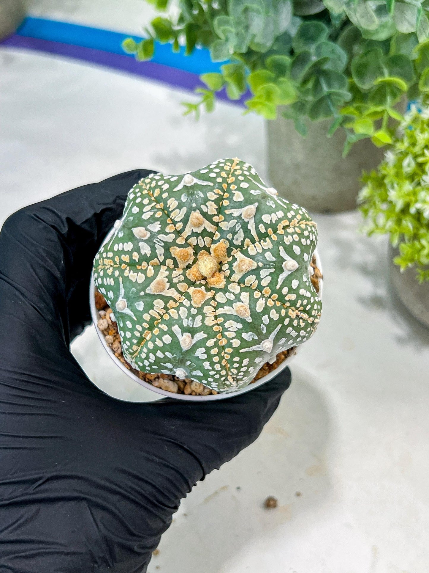 Custom Order- You'll receive the exact live plant (#T1P4) | Imported From Japan/korea | 3" Pot