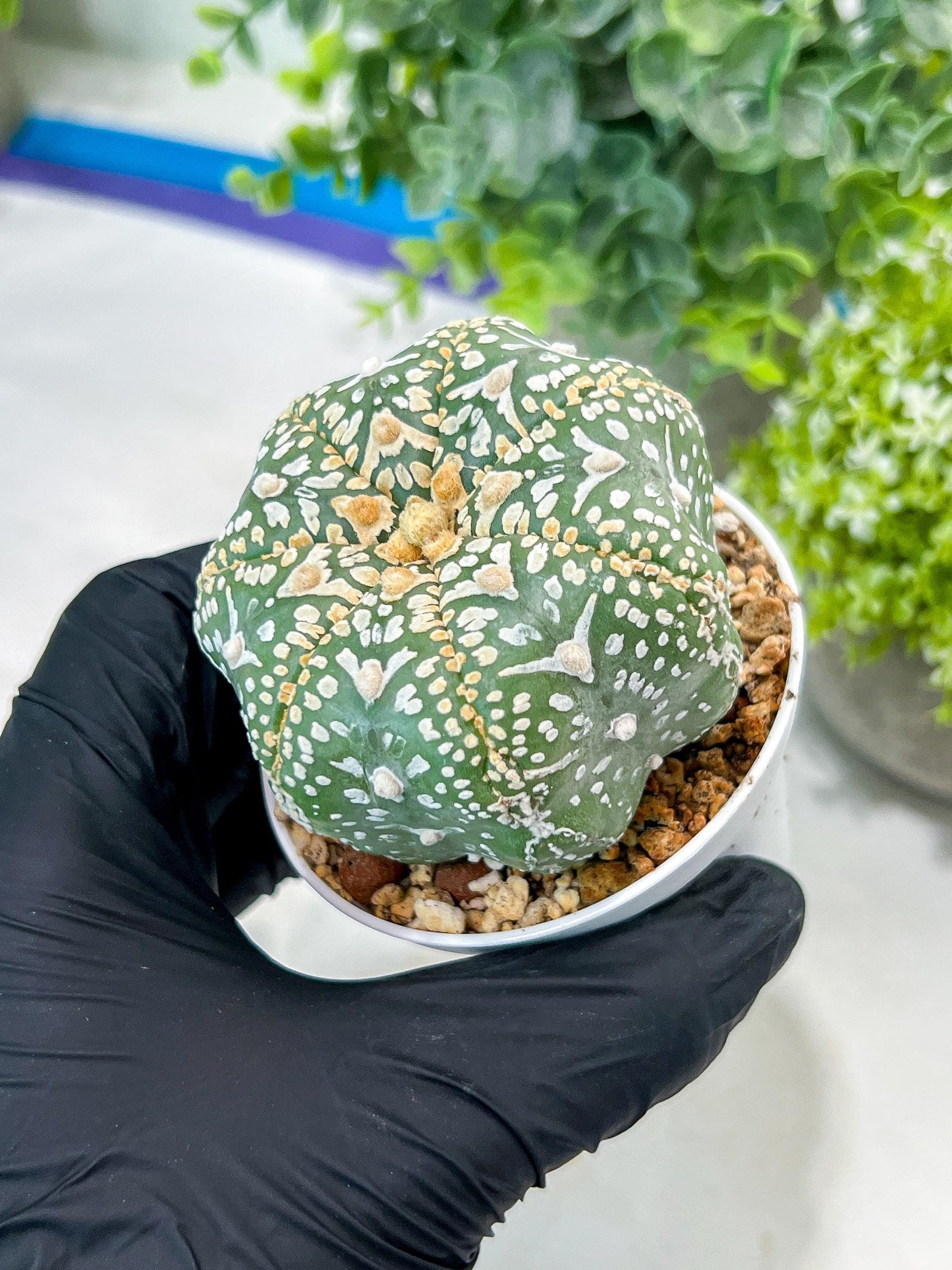Custom Order- You'll receive the exact live plant (#T1P4) | Imported From Japan/korea | 3" Pot