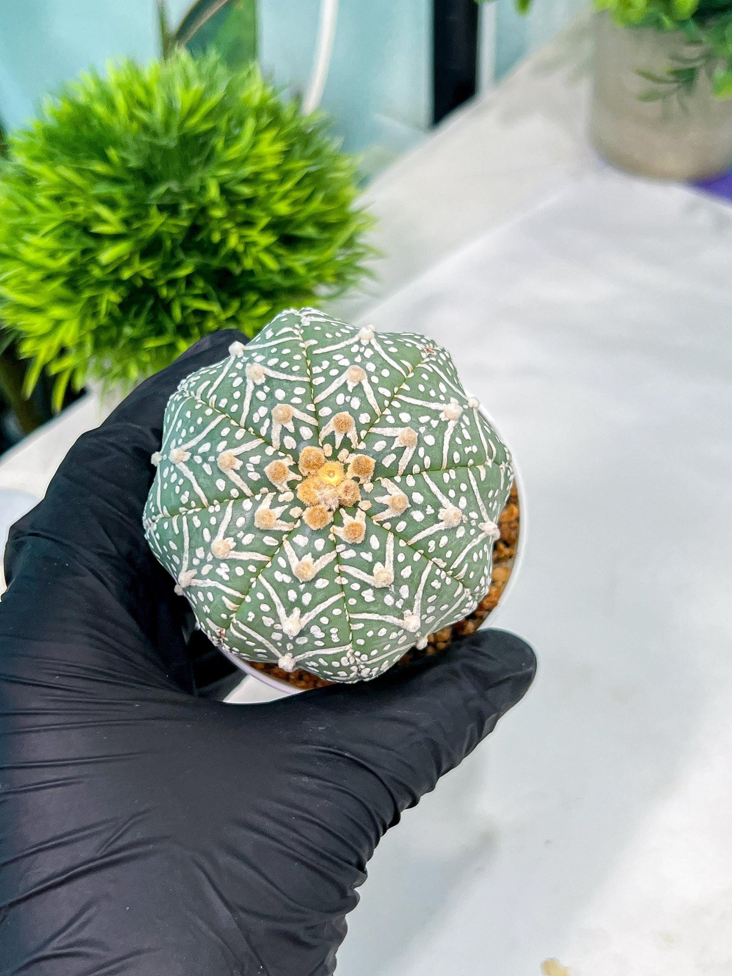 Custom Order- You'll receive the exact live plant (#T1P5) | Las Vegas Botanical Shop | 3" Pot