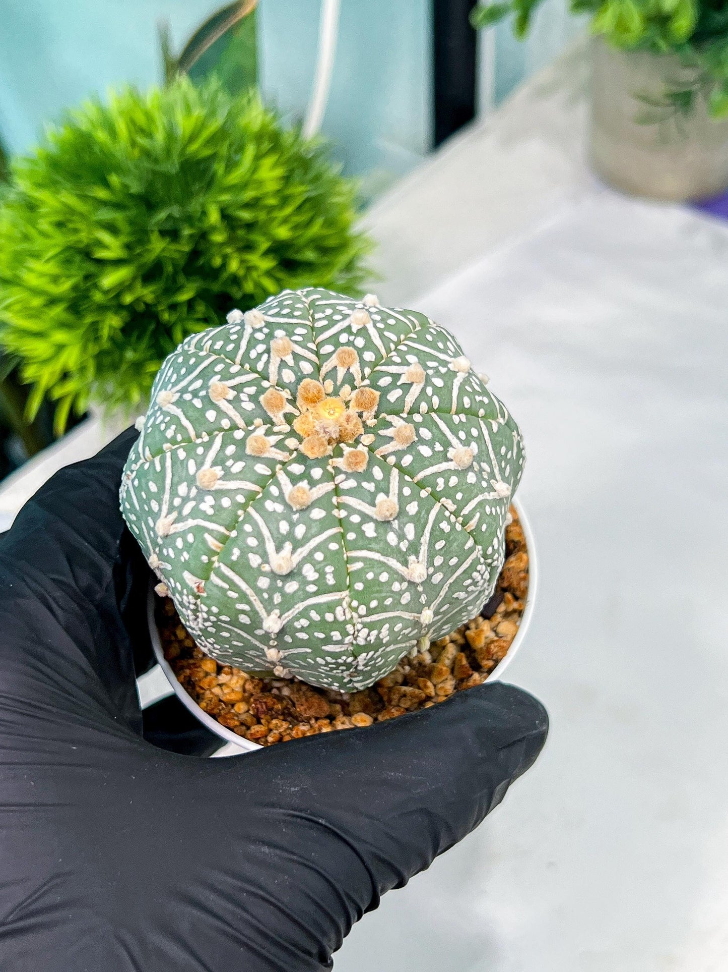 Custom Order- You'll receive the exact live plant (#T1P5) | Las Vegas Botanical Shop | 3" Pot