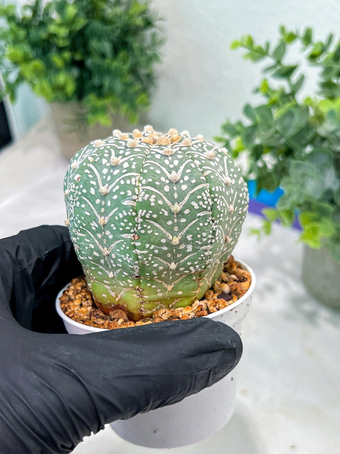 Custom Order- You'll receive the exact live plant (#T1P5) | Las Vegas Botanical Shop | 3" Pot