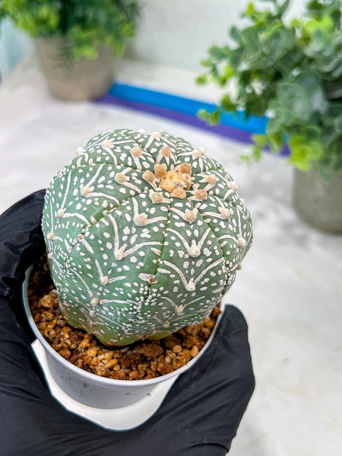 Custom Order- You'll receive the exact live plant (#T1P5) | Las Vegas Botanical Shop | 3" Pot
