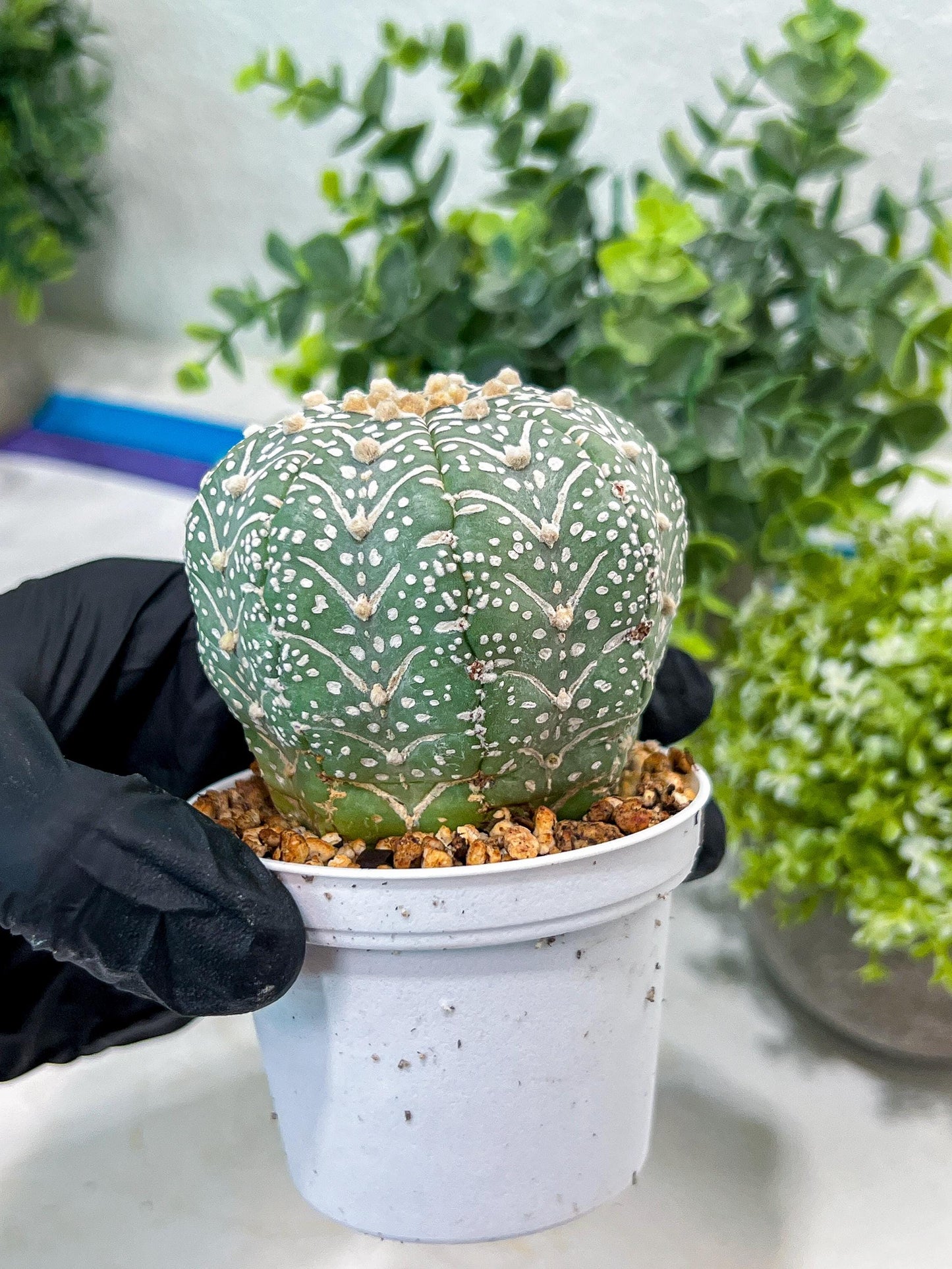 Custom Order- You'll receive the exact live plant (#T1P5) | Las Vegas Botanical Shop | 3" Pot