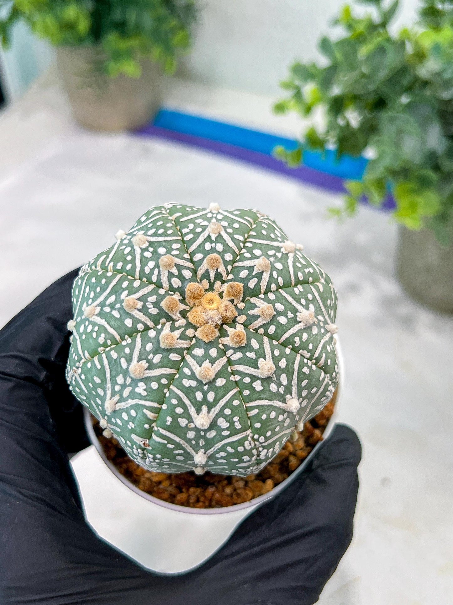 Custom Order- You'll receive the exact live plant (#T1P5) | Las Vegas Botanical Shop | 3" Pot