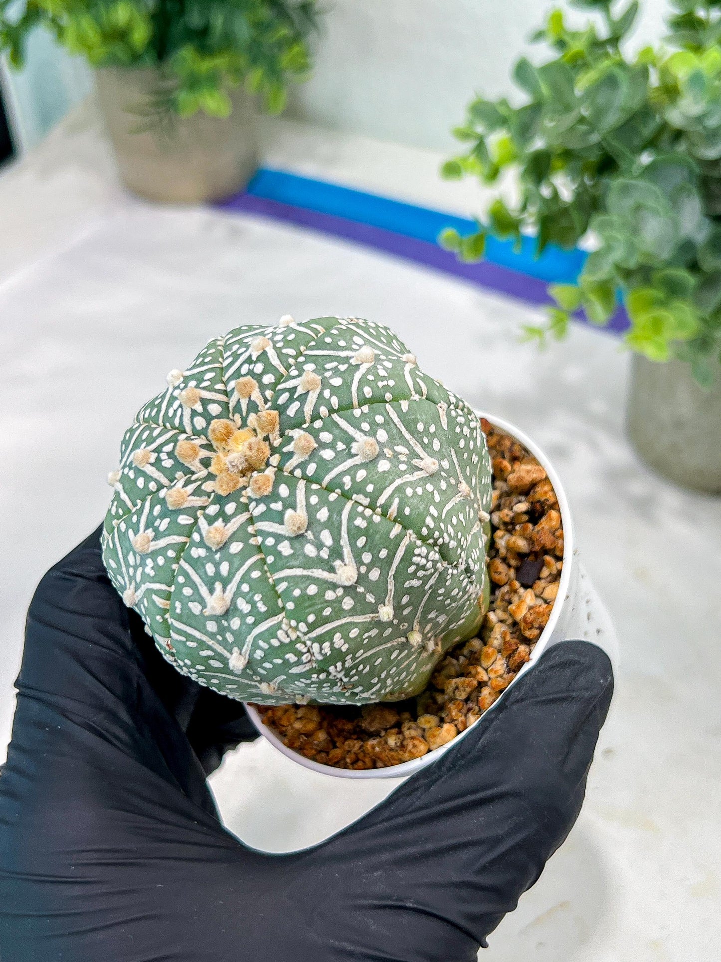 Custom Order- You'll receive the exact live plant (#T1P5) | Las Vegas Botanical Shop | 3" Pot