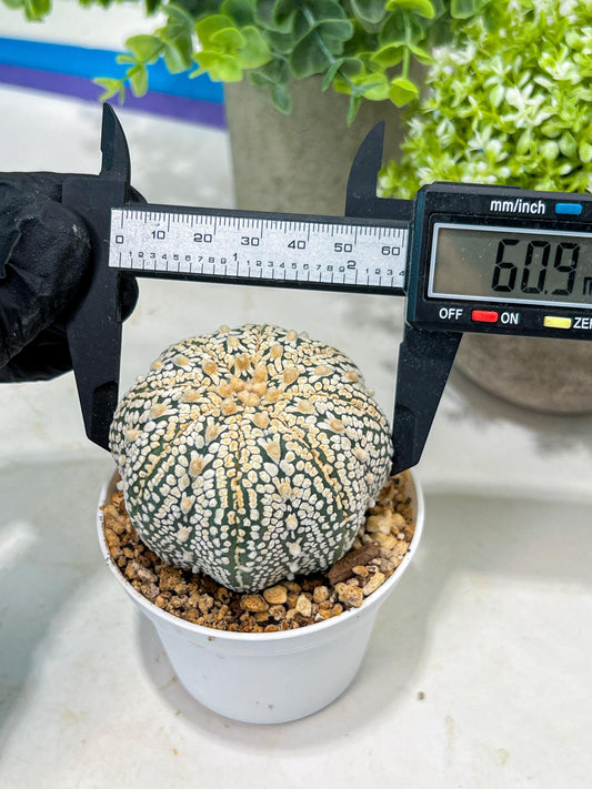 Custom Order- You'll receive the exact live plant (#T1P6) | NEVADA Plant Seller | 3" Pot