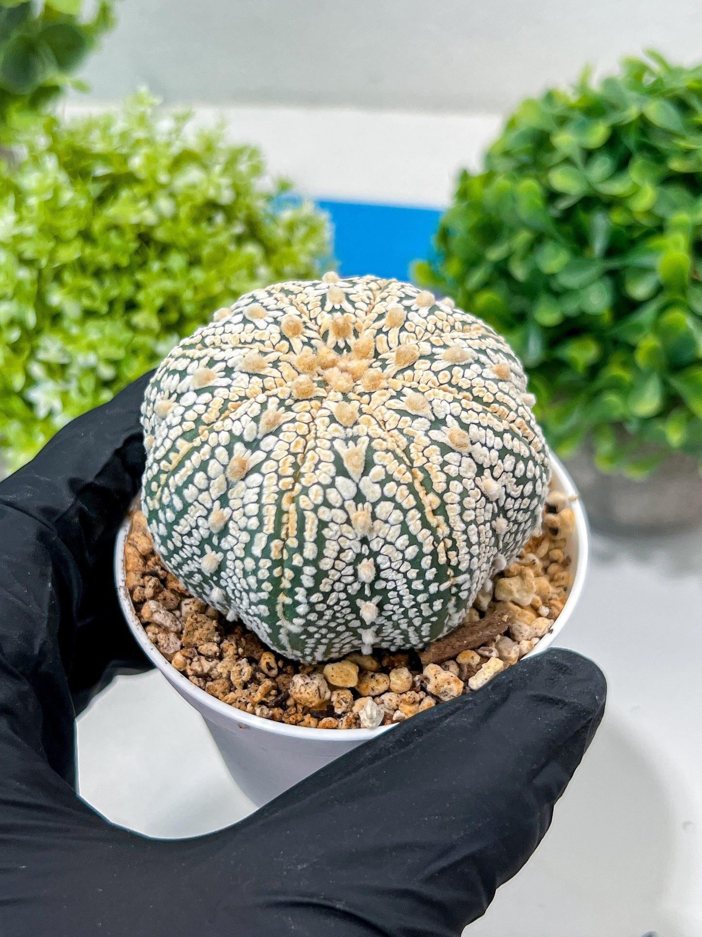 Custom Order- You'll receive the exact live plant (#T1P6) | NEVADA Plant Seller | 3" Pot