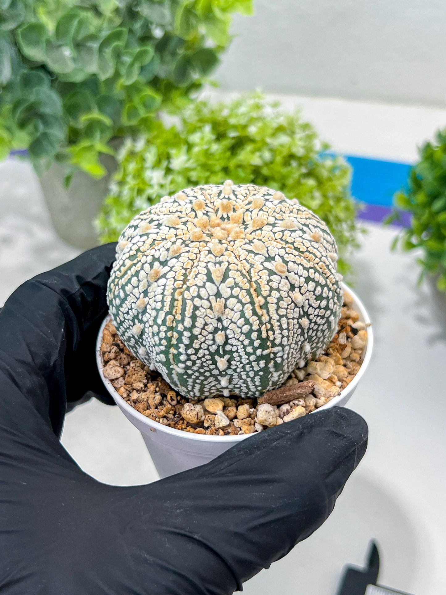 Custom Order- You'll receive the exact live plant (#T1P6) | NEVADA Plant Seller | 3" Pot
