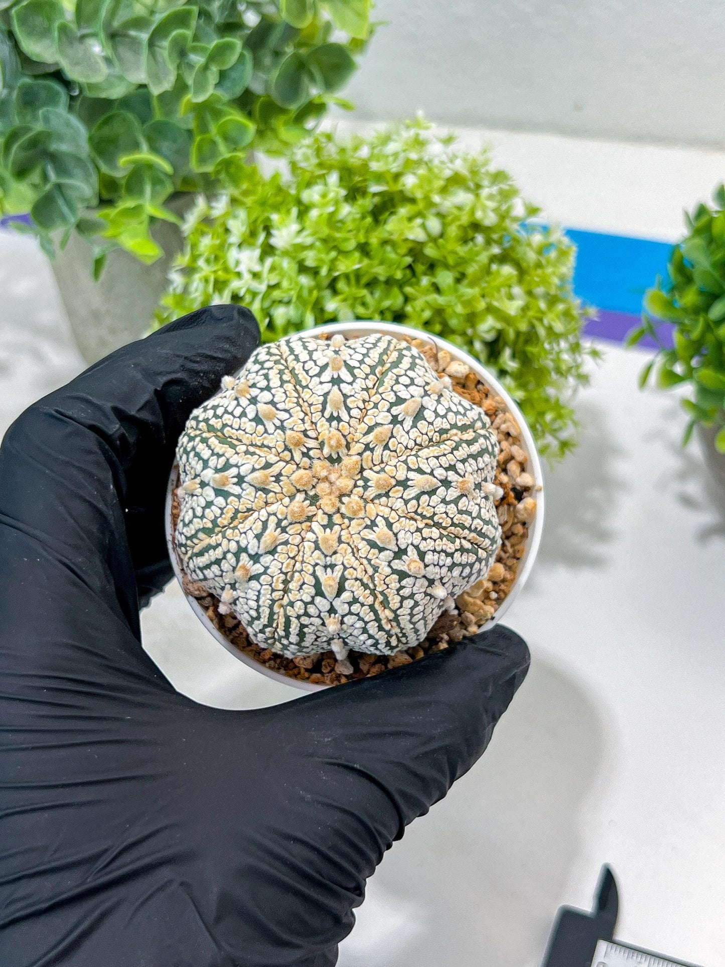 Custom Order- You'll receive the exact live plant (#T1P6) | NEVADA Plant Seller | 3" Pot