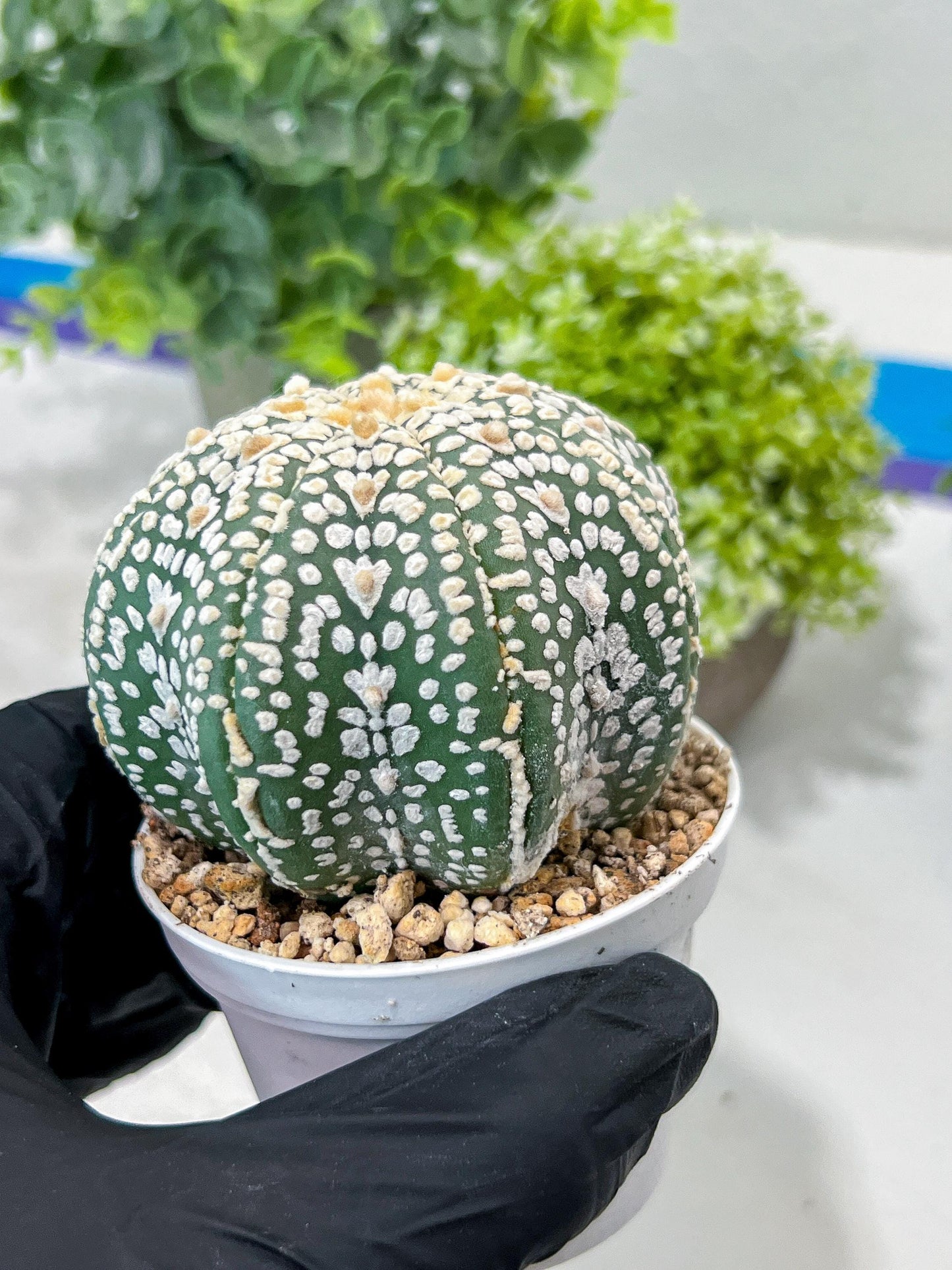 Custom Order- You'll receive the exact live plant (#T1P7) | USA Plant Seller | 3" Pot