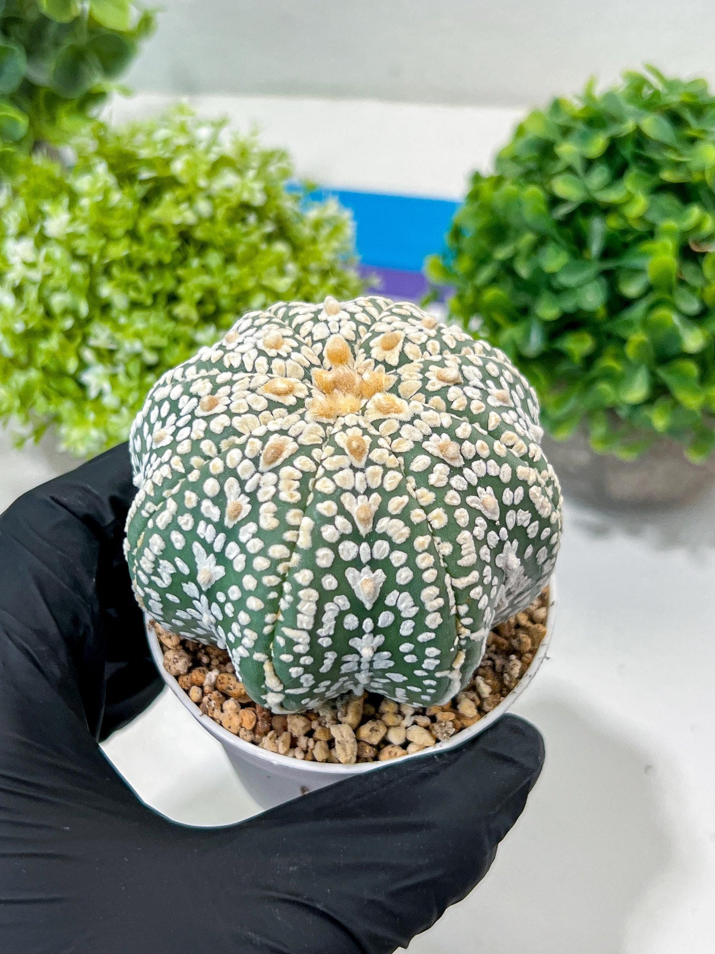 Custom Order- You'll receive the exact live plant (#T1P7) | USA Plant Seller | 3" Pot