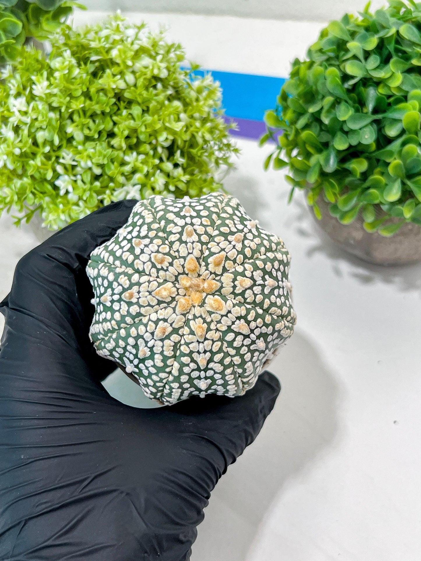 Custom Order- You'll receive the exact live plant (#T1P7) | USA Plant Seller | 3" Pot