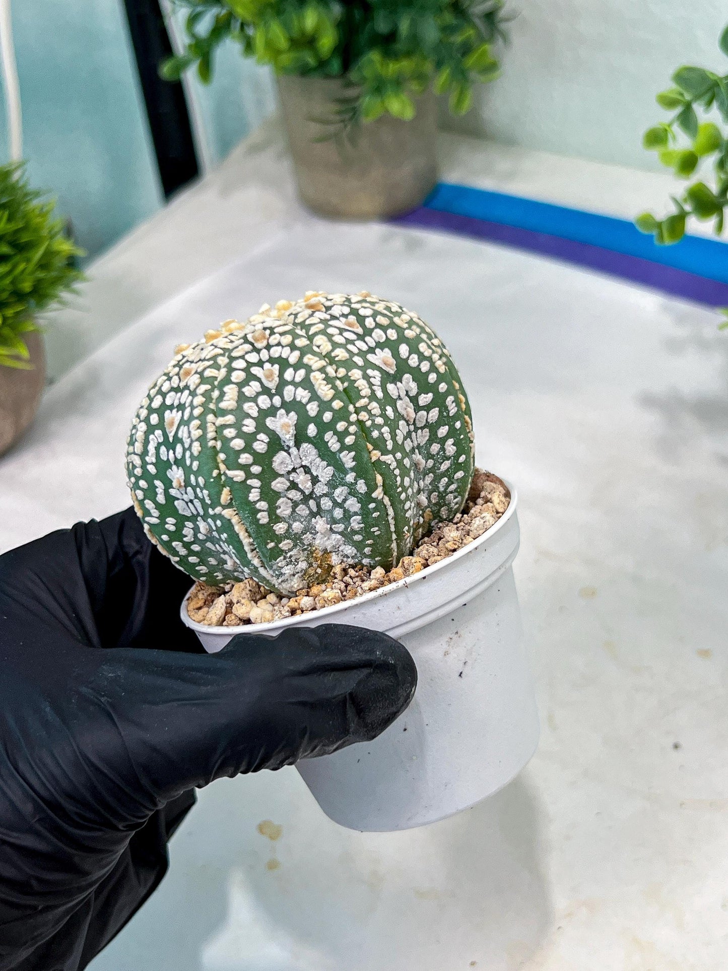 Custom Order- You'll receive the exact live plant (#T1P7) | USA Plant Seller | 3" Pot