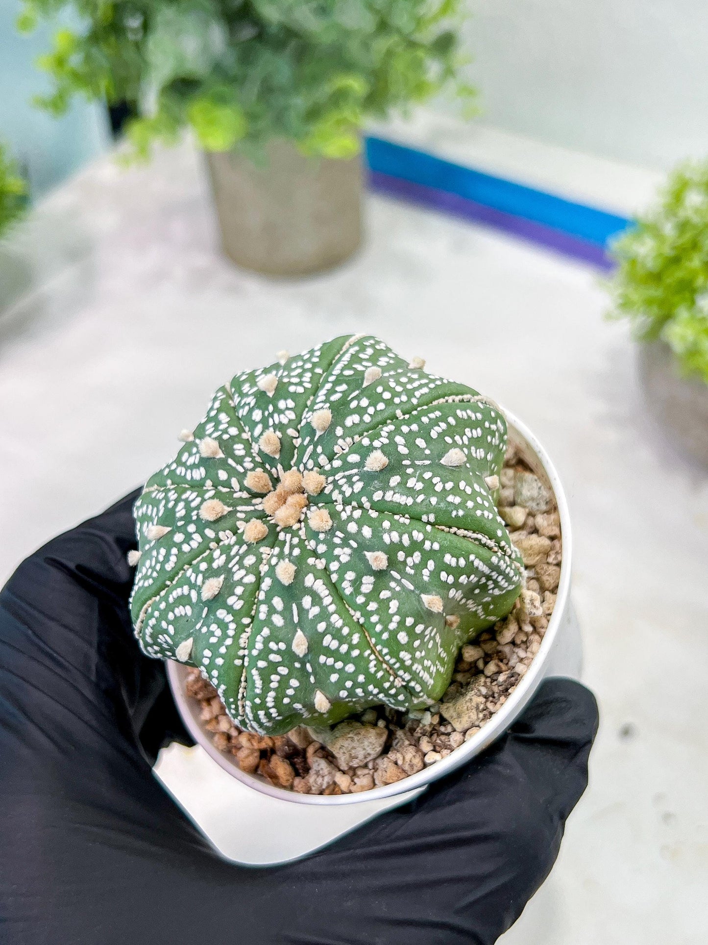 Custom Order- You'll receive the exact live plant (T2) (P1) | Las Vegas Seller | 3" Pot