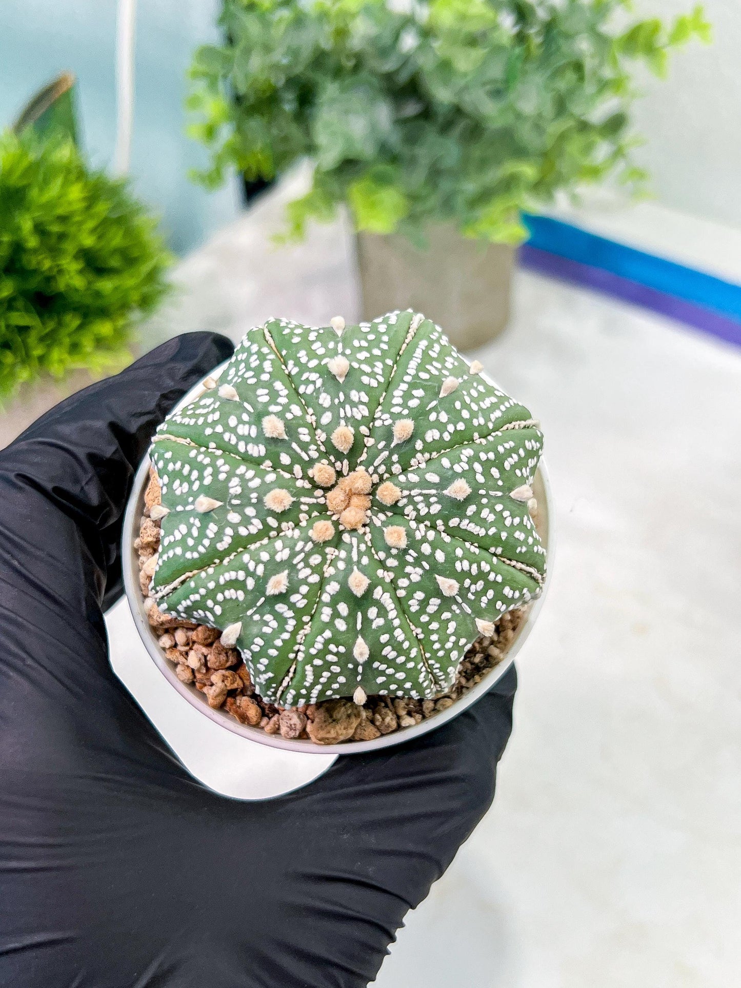 Custom Order- You'll receive the exact live plant (T2) (P1) | Las Vegas Seller | 3" Pot