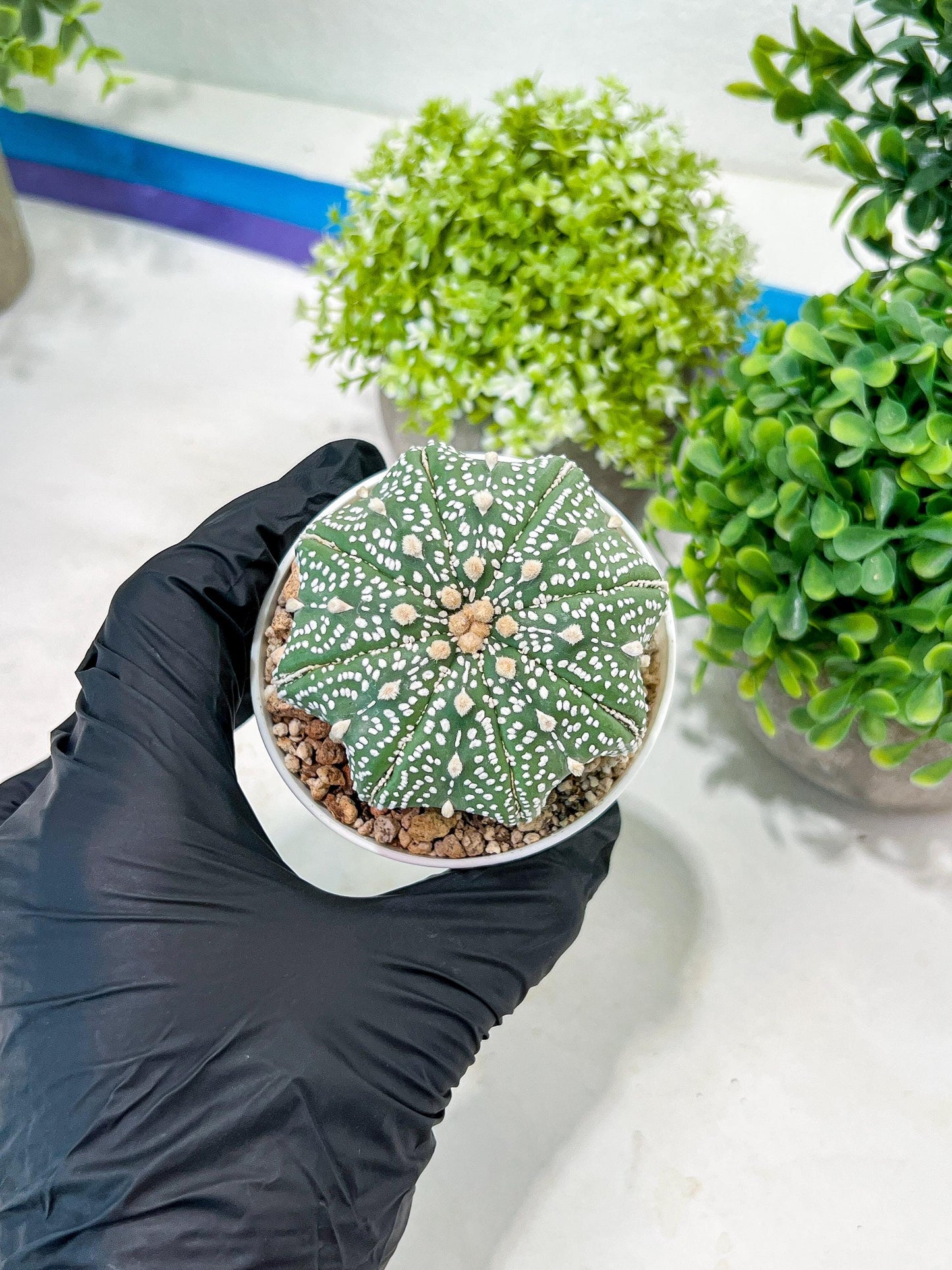Custom Order- You'll receive the exact live plant (T2) (P1) | Las Vegas Seller | 3" Pot