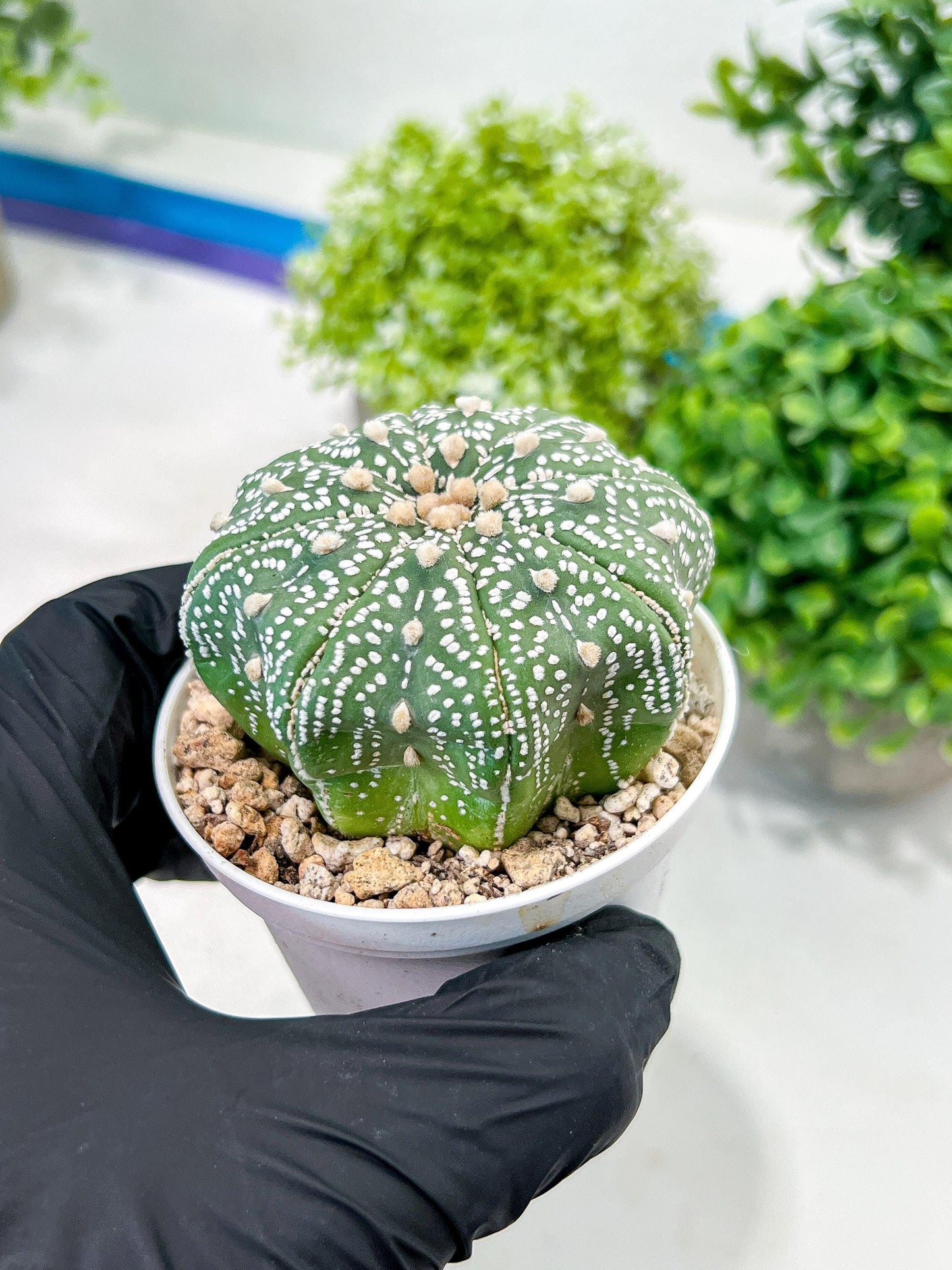 Custom Order- You'll receive the exact live plant (T2) (P1) | Las Vegas Seller | 3" Pot