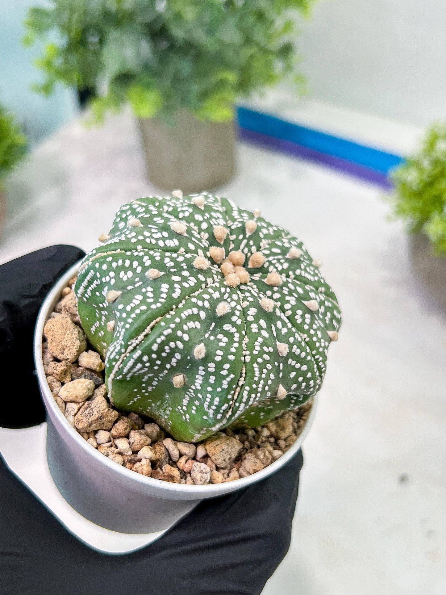 Custom Order- You'll receive the exact live plant (T2) (P1) | Las Vegas Seller | 3" Pot