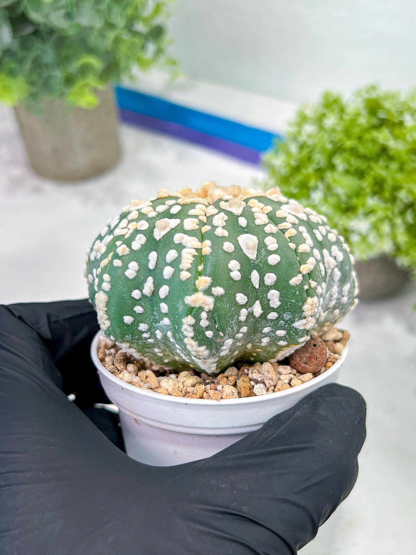 Custom Order- We’ll send you the exact live plant pictured (T2) (P2) | NEVADA Plant Seller | 3" Pot